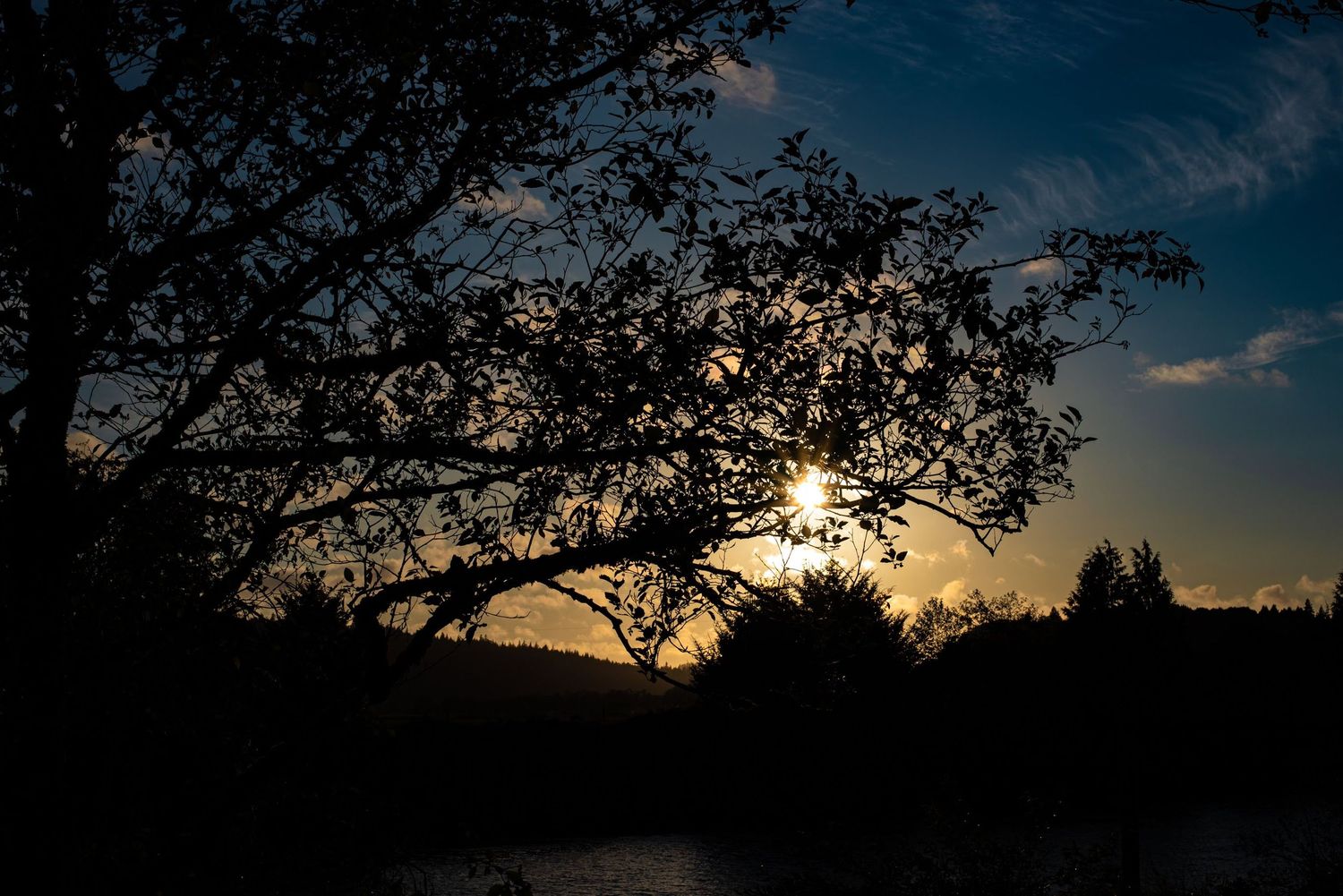 A photo of the setting sun through a treetop.