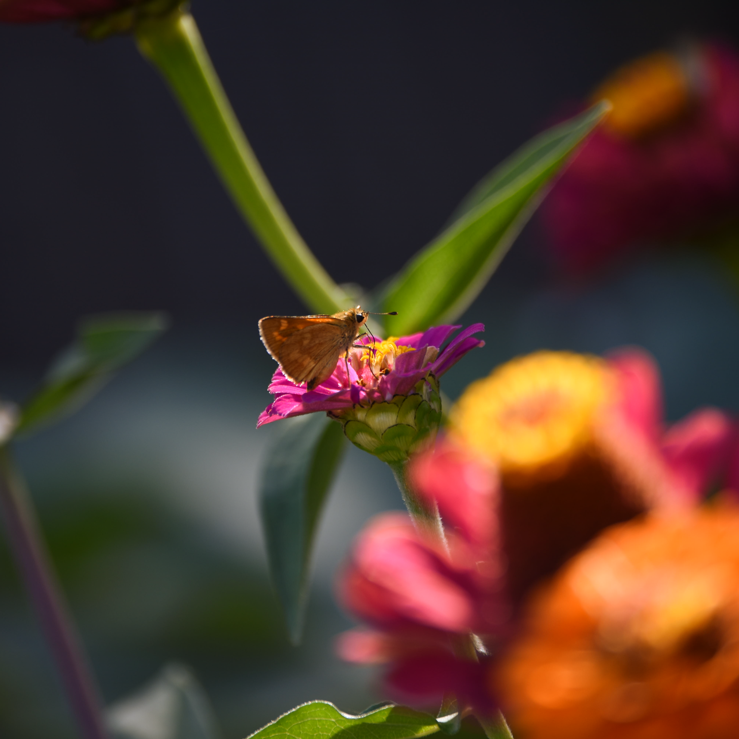 A photo depicting a butterfly on a pink flower.