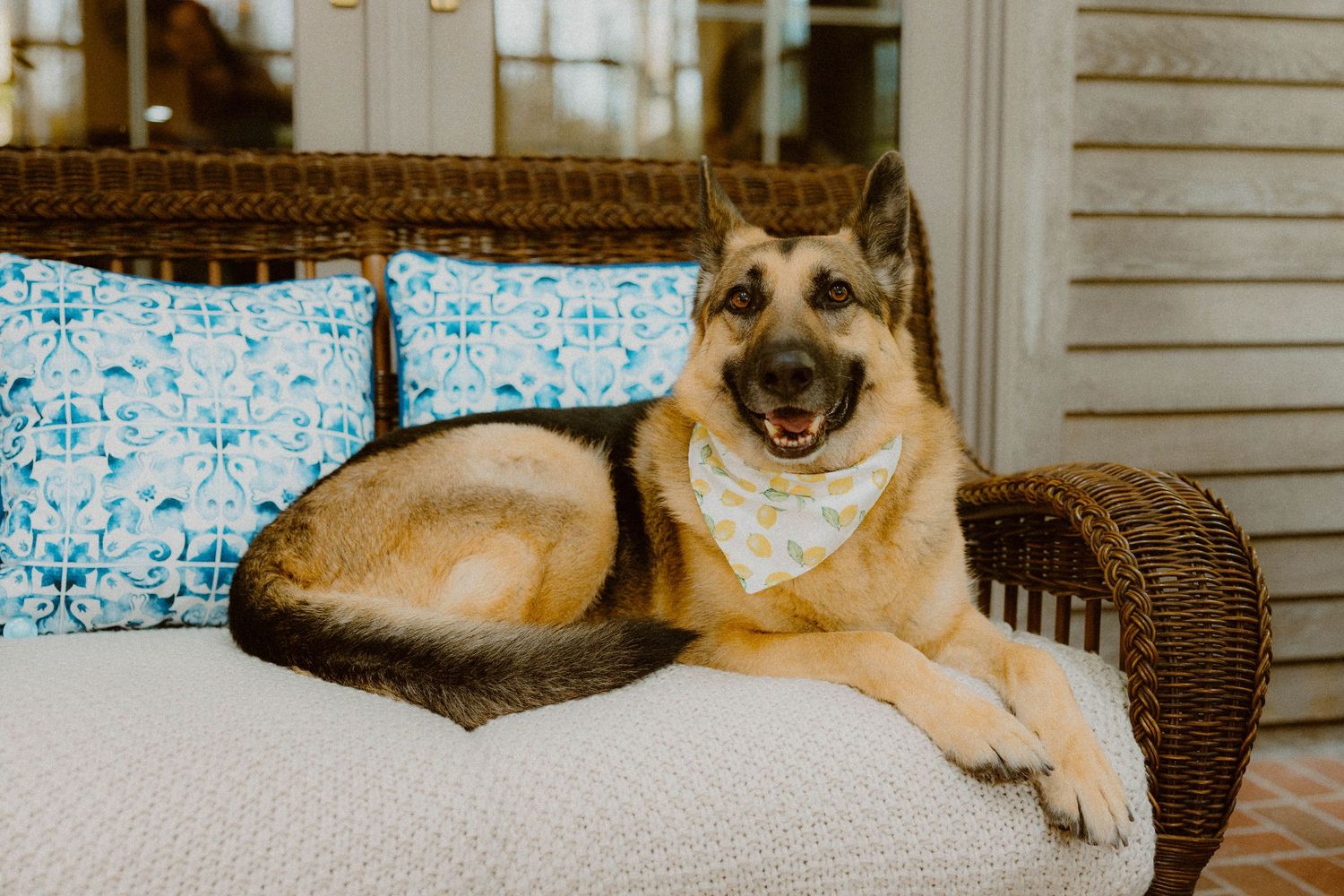 Happy German Shepherd dog wearing a bandana lying on a wicker chair with blue patterned pillows.