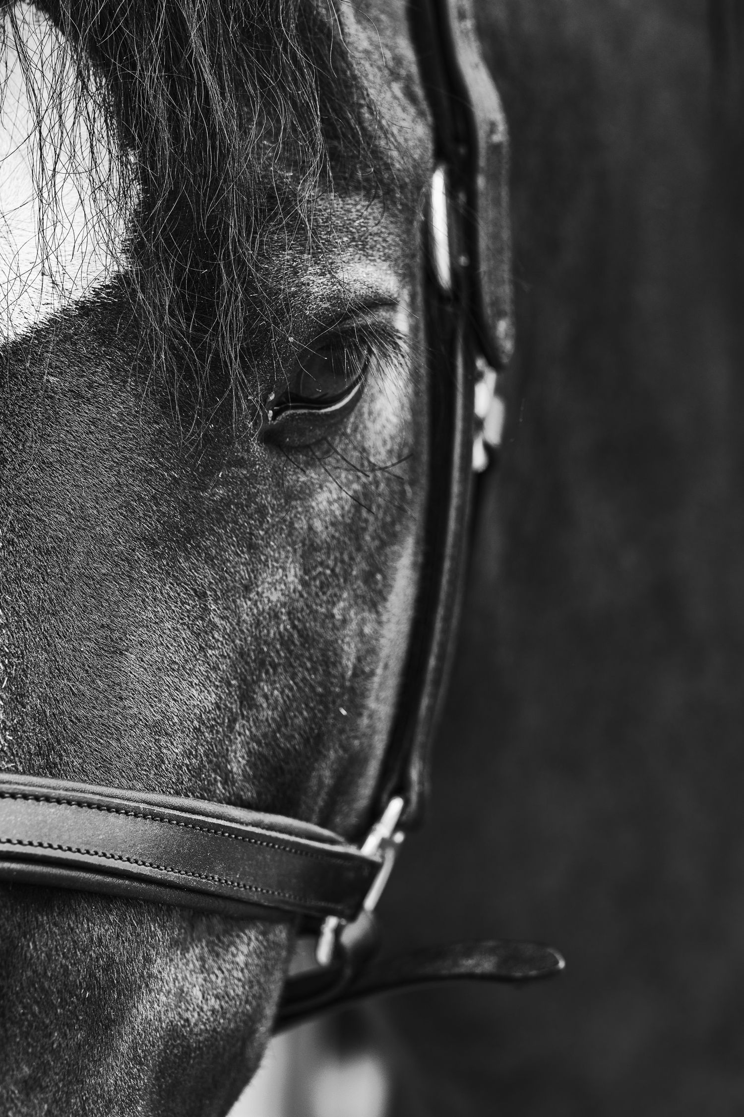 Close-up black and white portrait of a horse wearing a leather bridle, highlighting its eye and facial details.