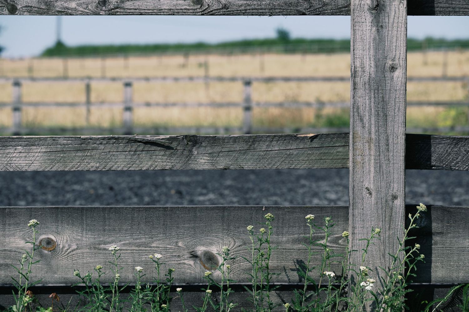 Weathered wooden fence with wild flowers in foreground and blurred farm field in background.