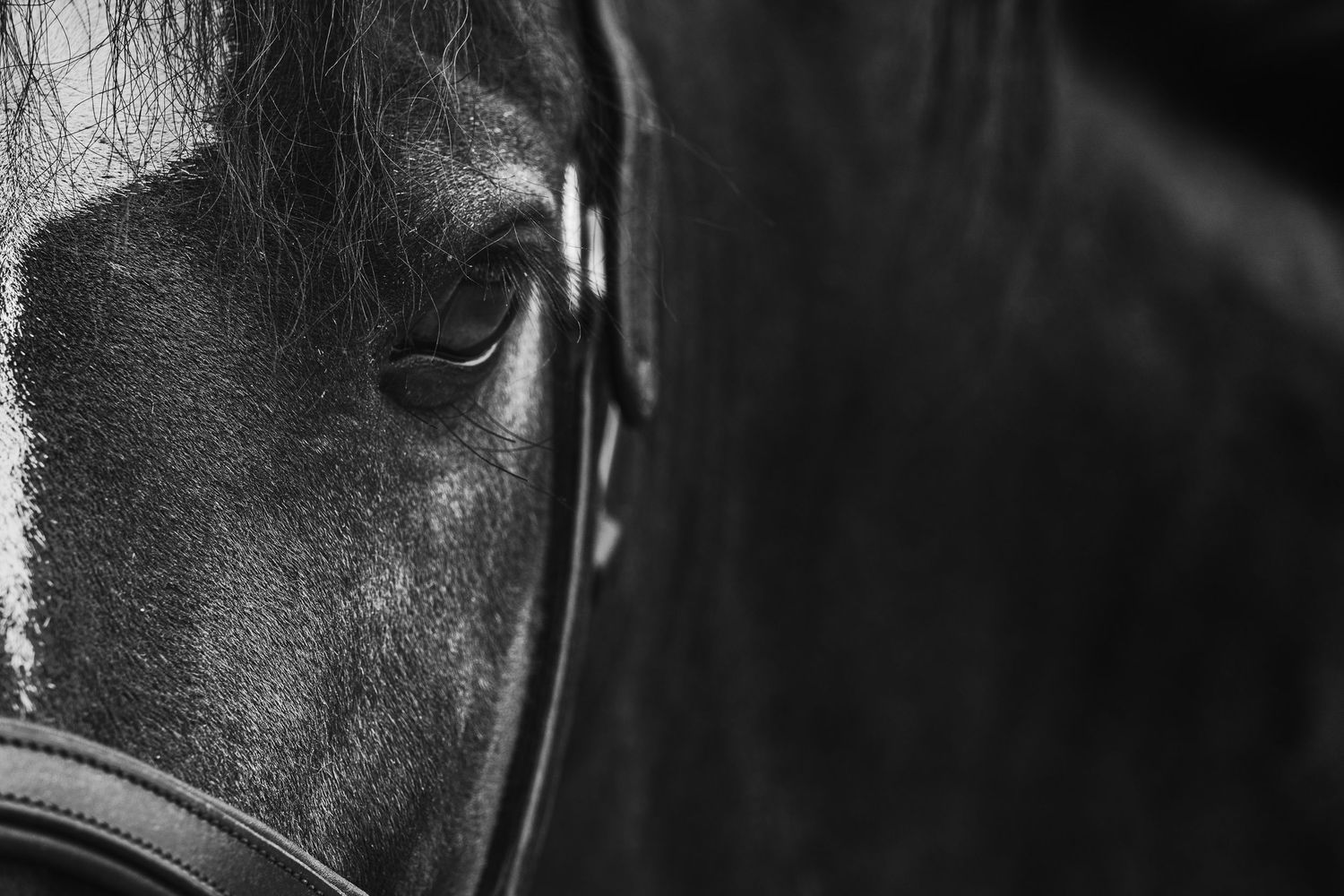 Close-up black and white portrait of a dark horse wearing a bridle, highlighting its expressive eye and facial details.