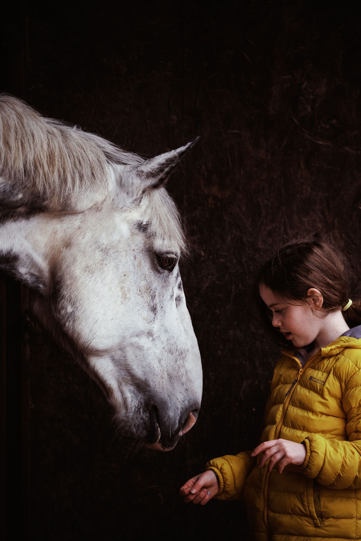 Young girl in yellow jacket gently feeding a white horse in a dark stable.