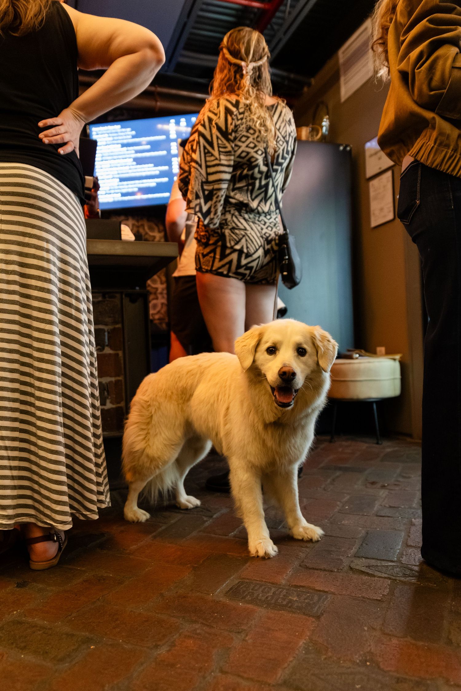 A golden retriever dog stands on brick flooring inside a pet-friendly bar or brewery.