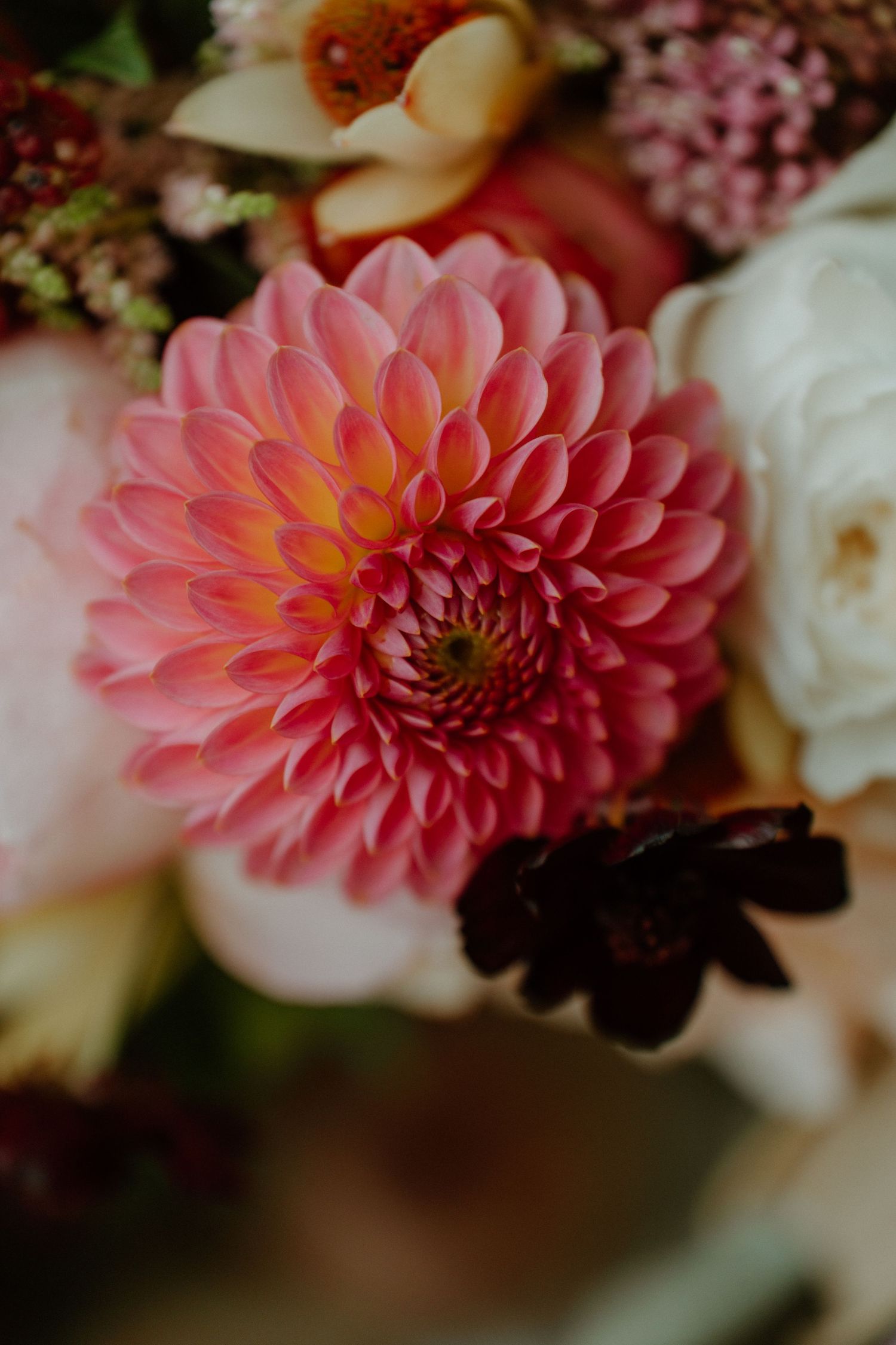Close-up of a vibrant pink dahlia surrounded by white roses in a wedding bouquet.