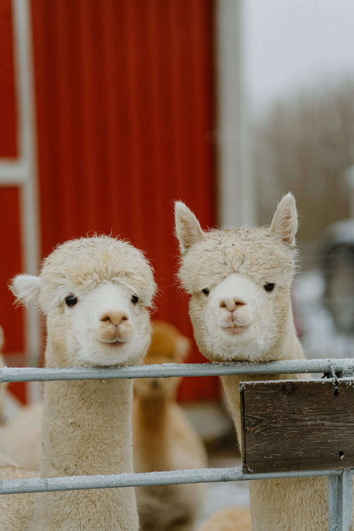 Two adorable white alpacas with fluffy fur peek over a wooden fence with a red barn in the background.