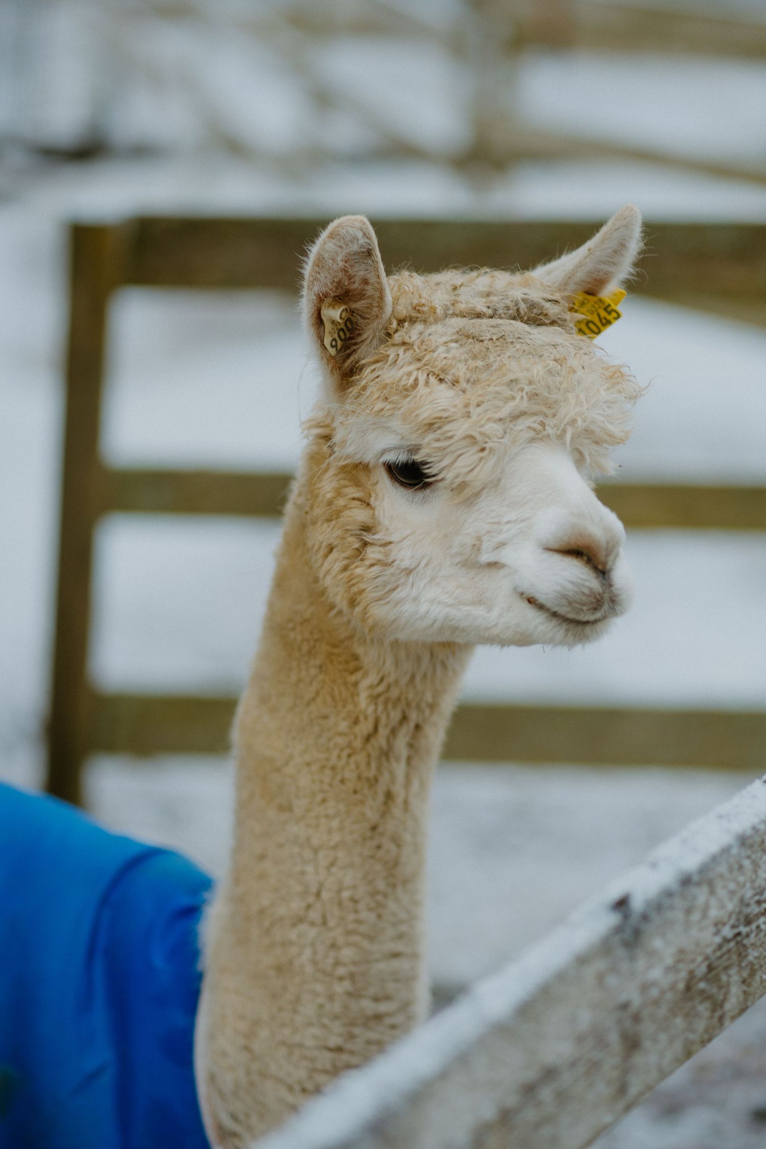Close-up portrait of a beige alpaca with fluffy fur and gentle facial features gazing to the side against a blurred background.