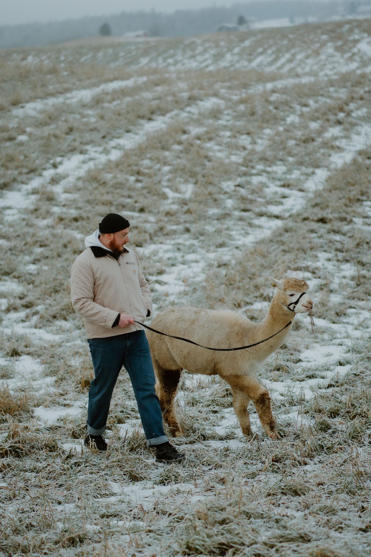 Person in winter clothing walking an alpaca through a frosty, snow-dusted field on an overcast day.