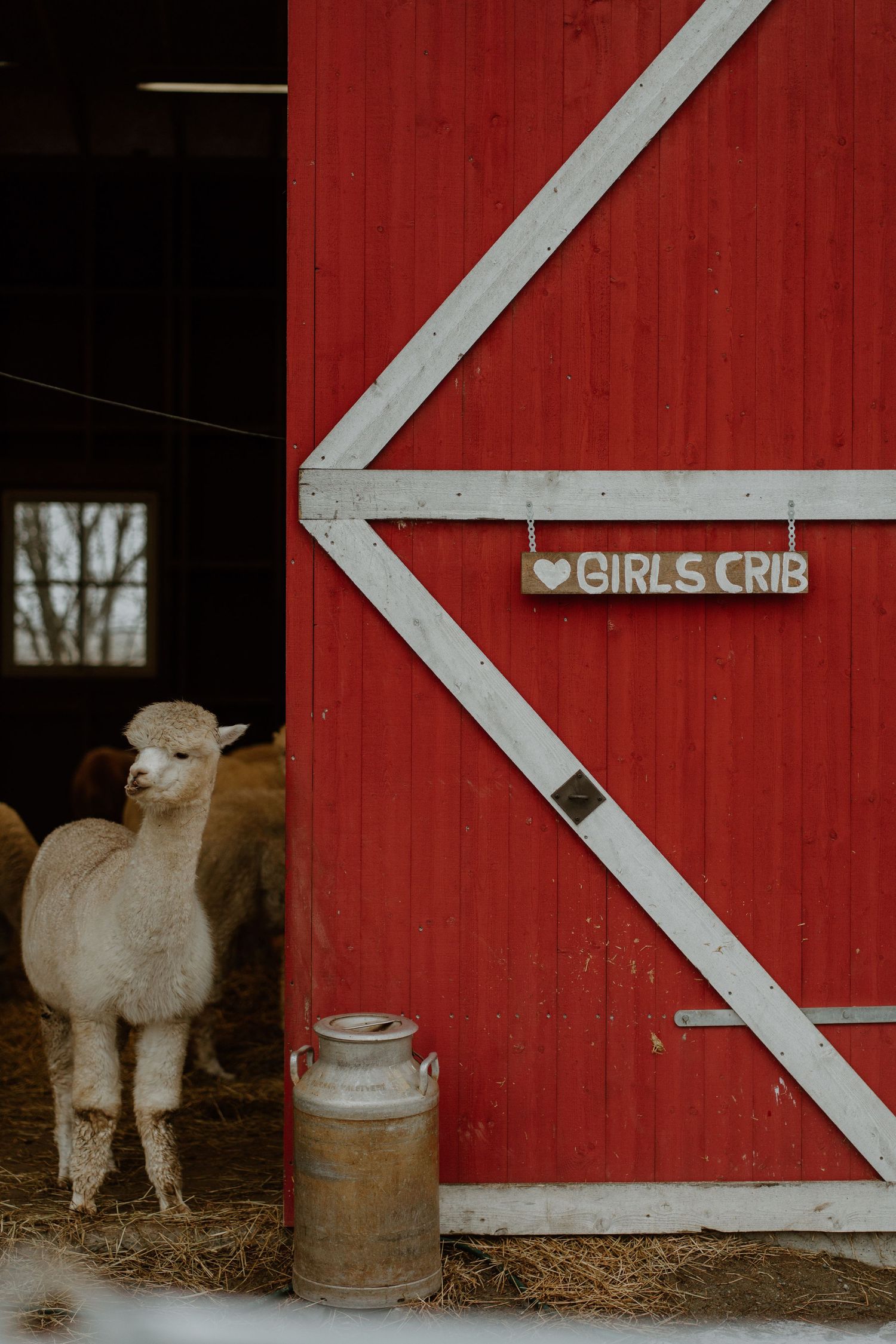 A sheared alpaca stands near a red barn door with a 