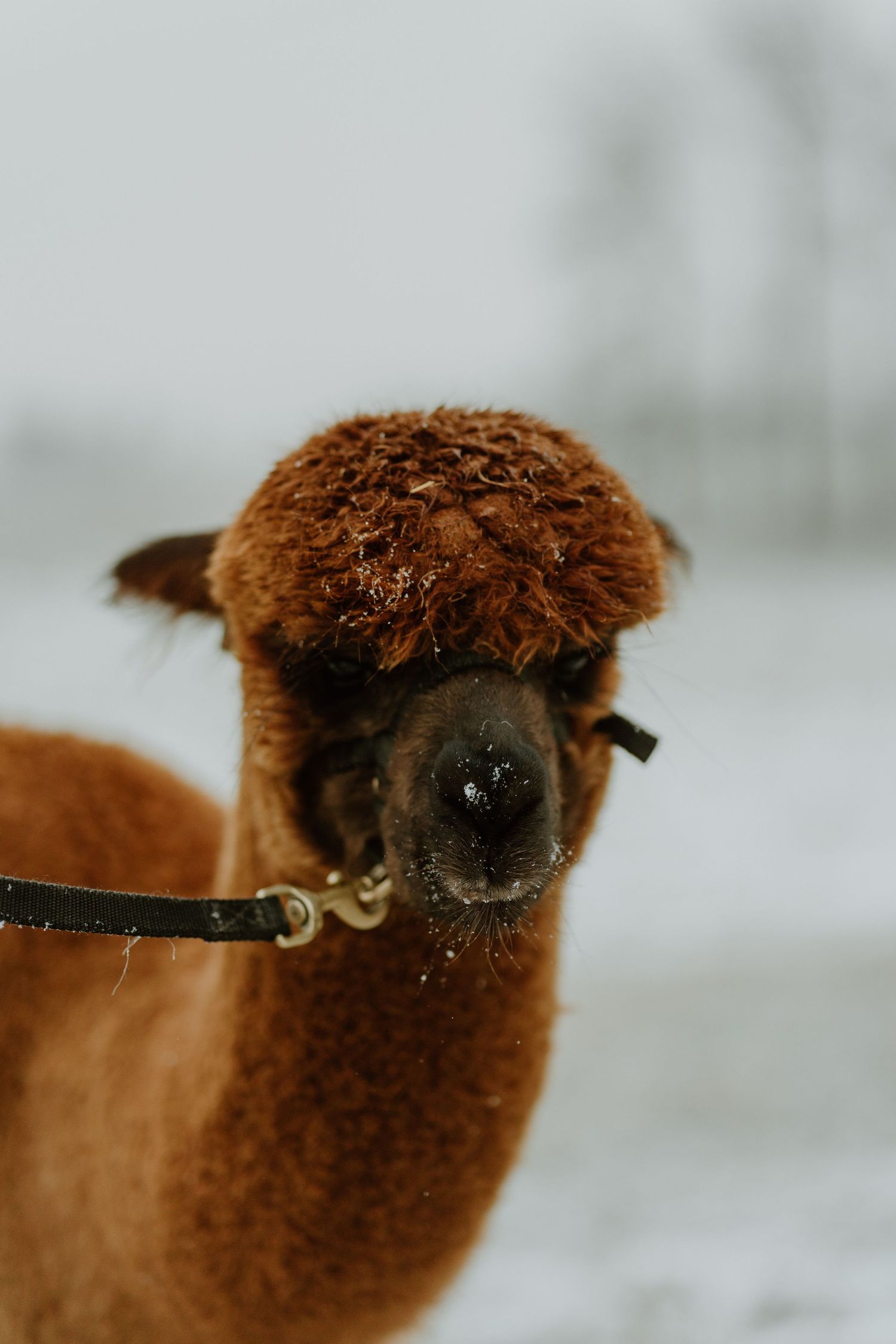 Close-up portrait of a brown alpaca with fluffy fur wearing a halter in snowy winter conditions.