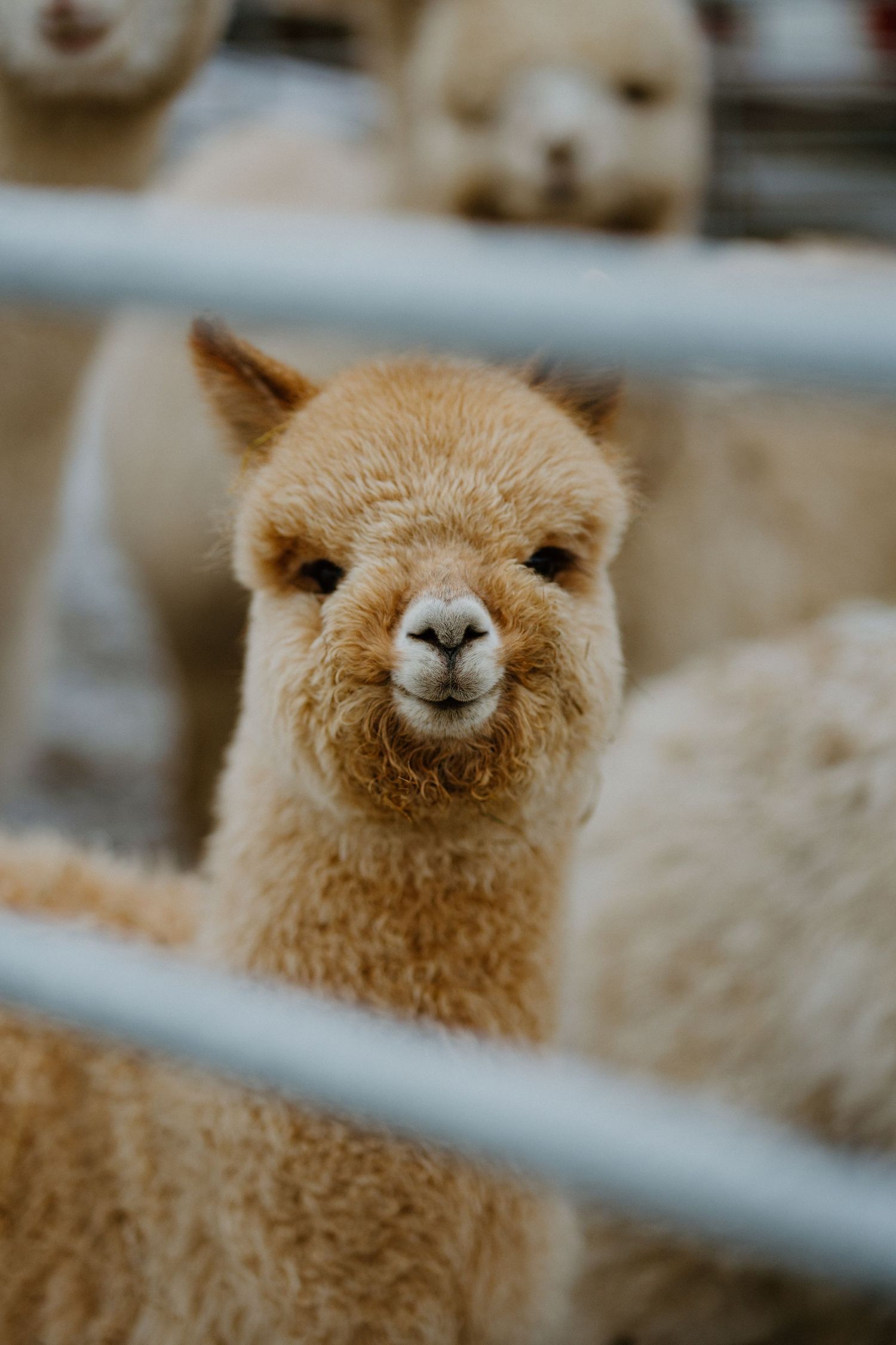 Close-up portrait of a cute fawn alpaca looking through fence bars with soft fluffy fur and gentle expression.
