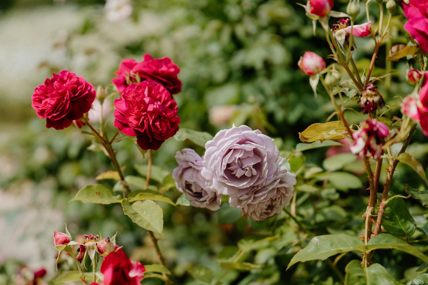 Beautiful red and lavender garden roses in full bloom with lush green foliage at wedding venue.