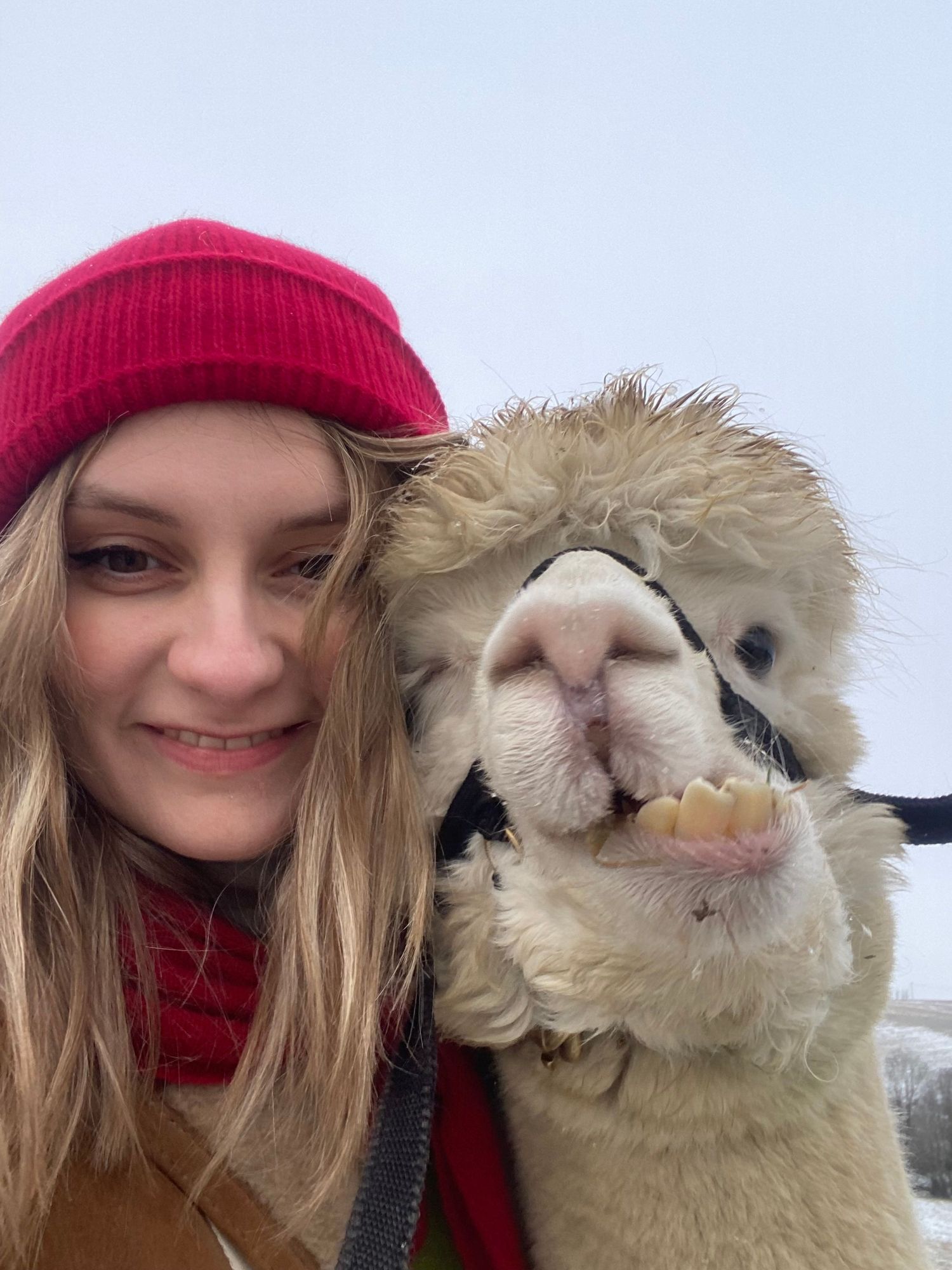 A selfie with a fluffy cream-colored alpaca wearing a red winter hat and scarf against a light background.