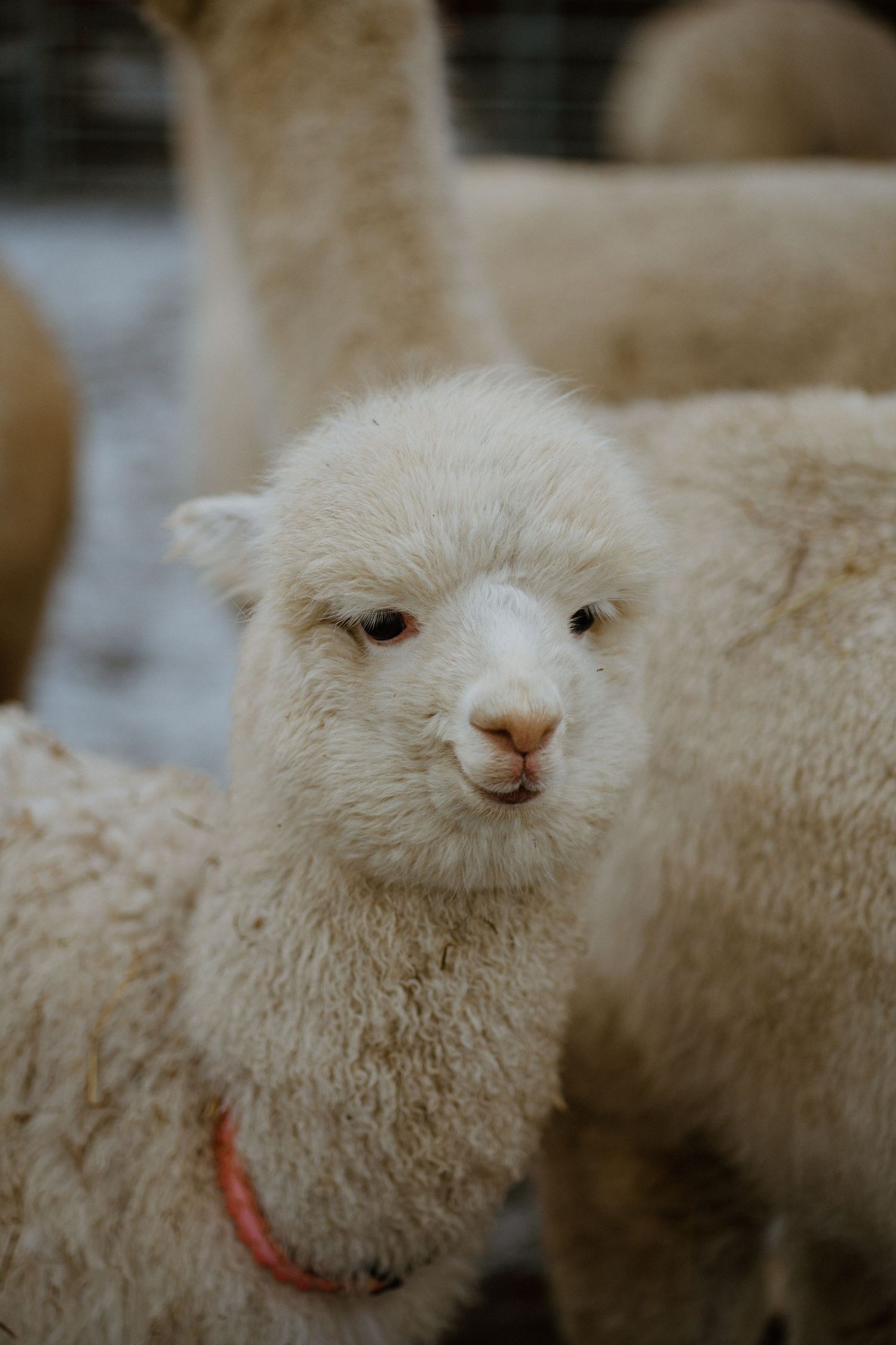 Close-up portrait of a white alpaca with fluffy wool and a gentle expression looking at the camera.