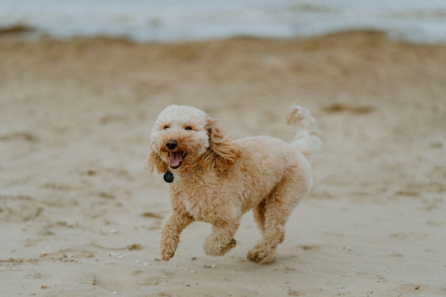Fluffy golden doodle dog running playfully on a sandy beach near the ocean.