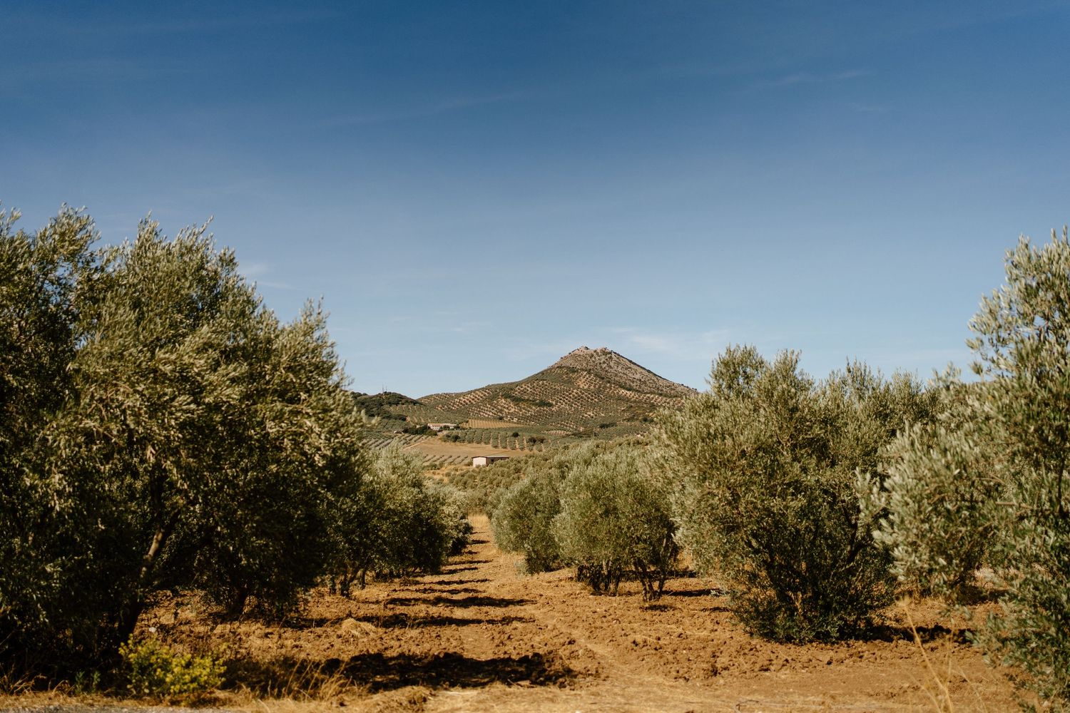 Olive tree grove with a dirt path leading to a scenic mountain under a clear blue sky in Spain.