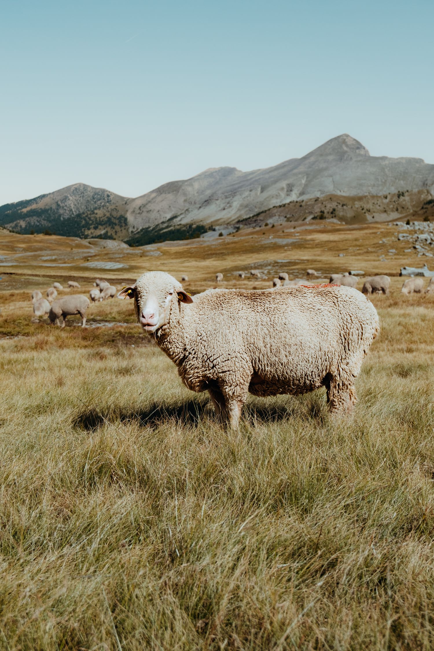 Photo de paysage dans les Alpes, avec un mouton devant son troupeau et des montagnes au loin