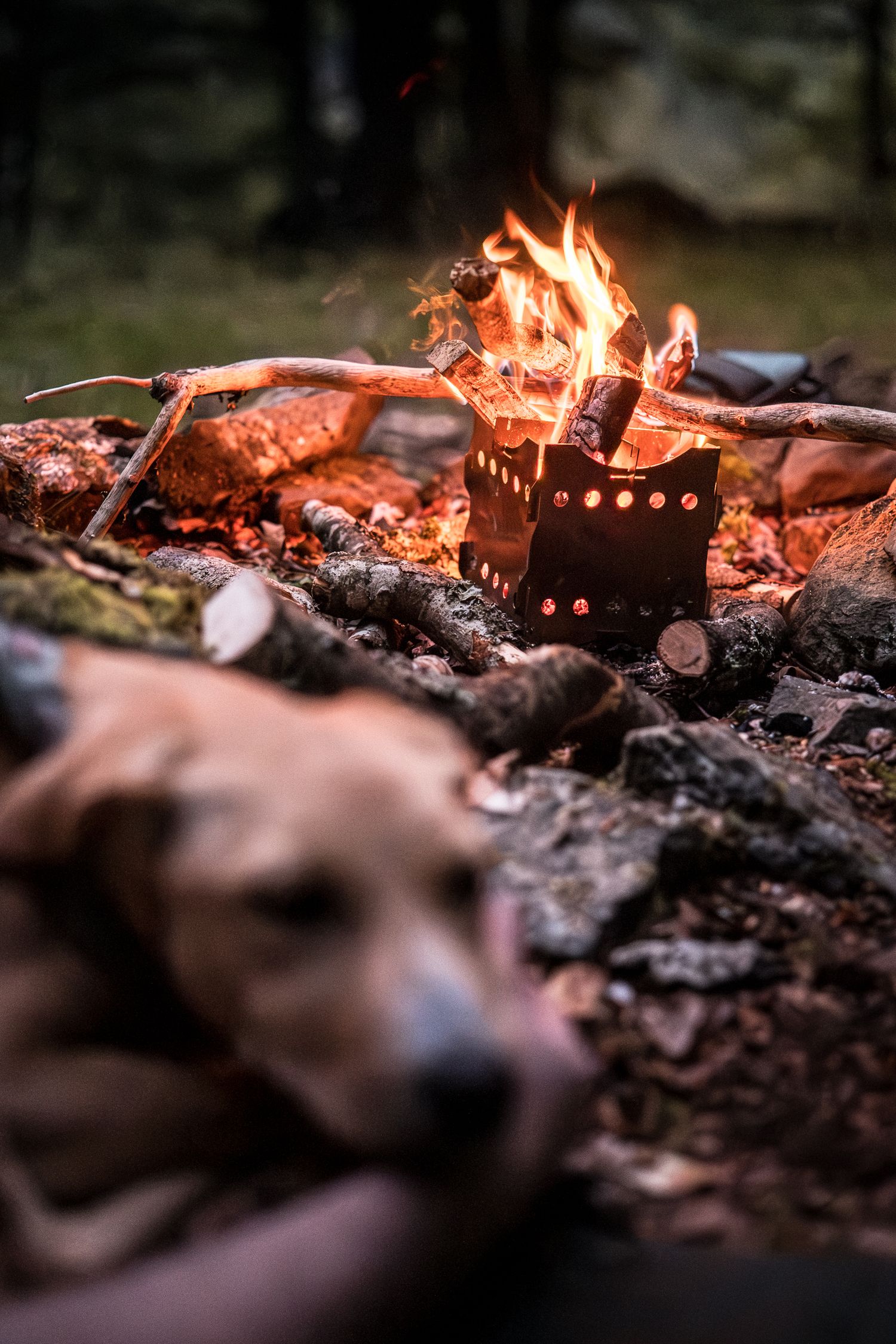 Photo d'un feu de camp avec un chien en premier plan qui dort