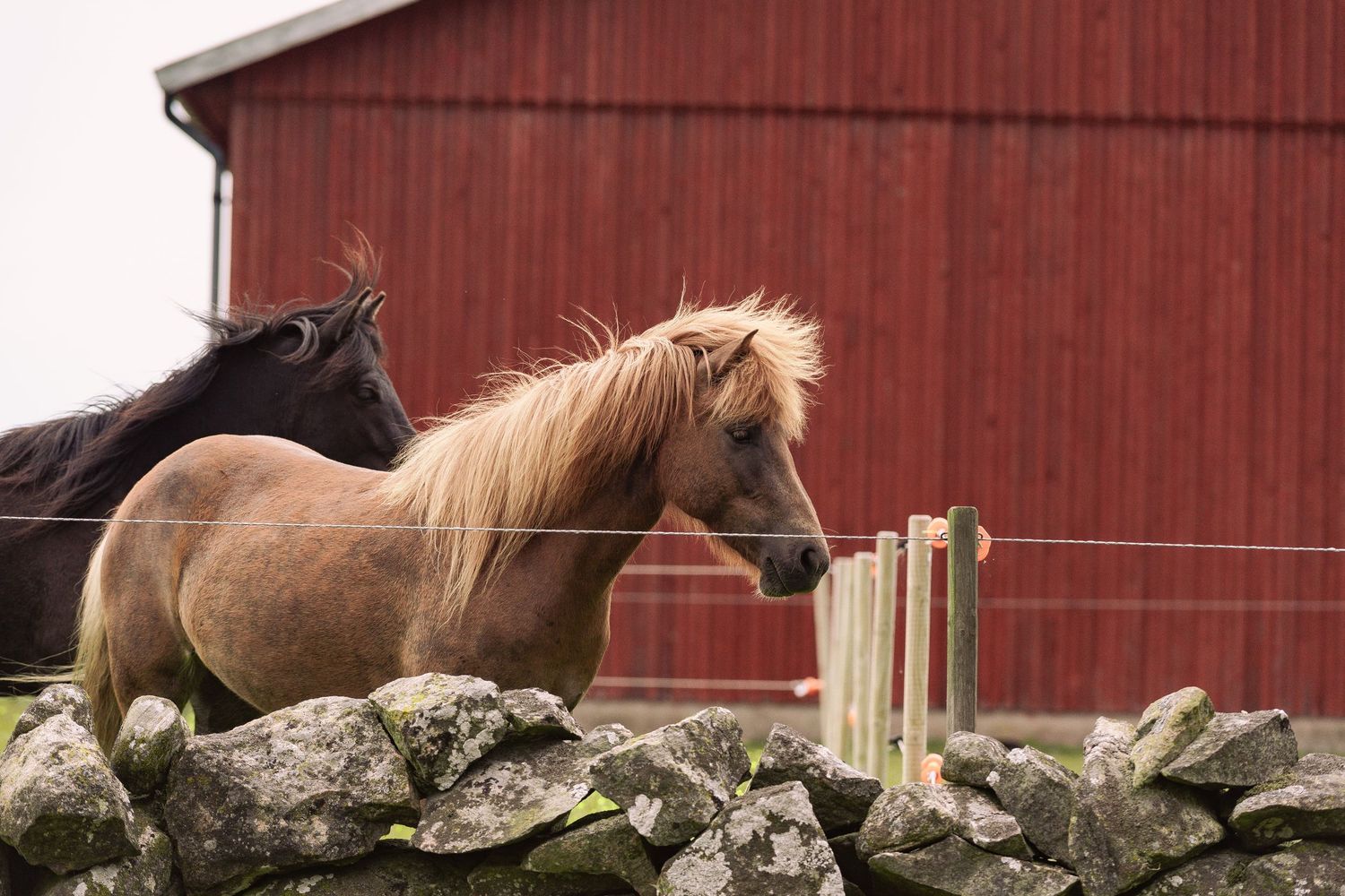 Two horses stand near a stone wall with a red barn in the background.