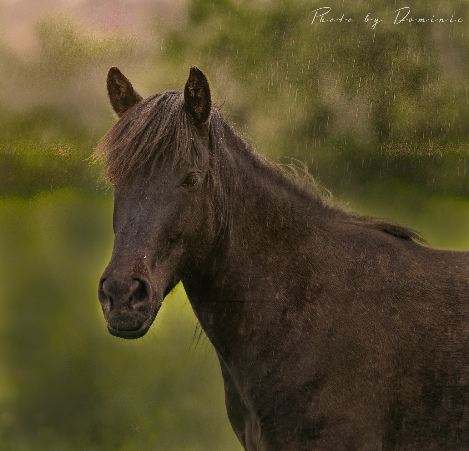 Dark brown horse with sleek coat stands in profile against blurred green background in moody lighting.