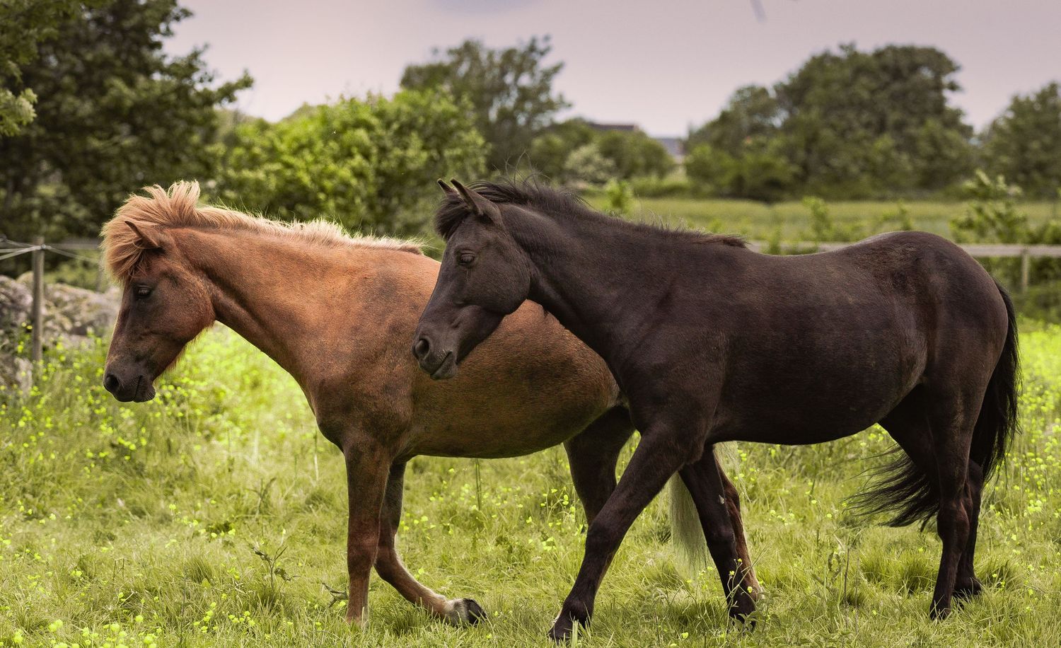 Two horses standing together in a green pasture, one brown and one black, on a cloudy day.