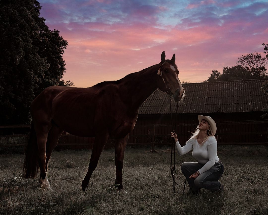 A majestic brown horse stands in a field at sunset while someone kneels beside it in a peaceful rural setting.