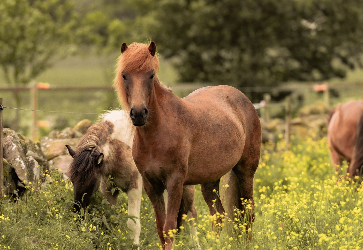 A chestnut brown pony stands in a sunny meadow filled with yellow wildflowers on a summer day.