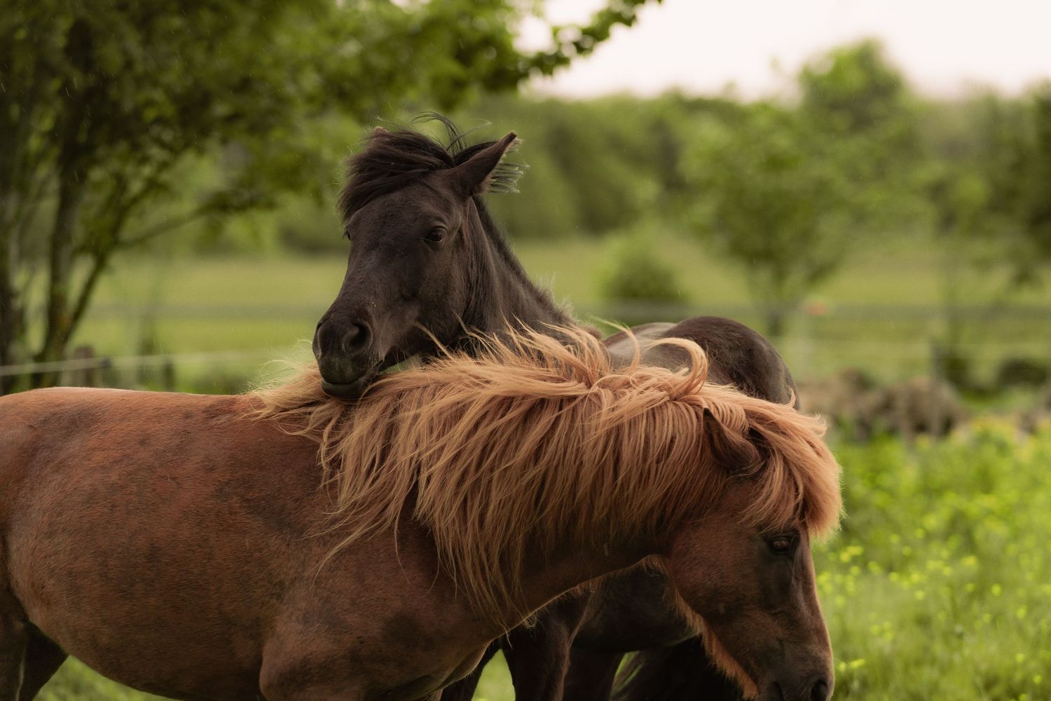 A herd of wild brown horses grazes together on lush green grass in a peaceful countryside setting.