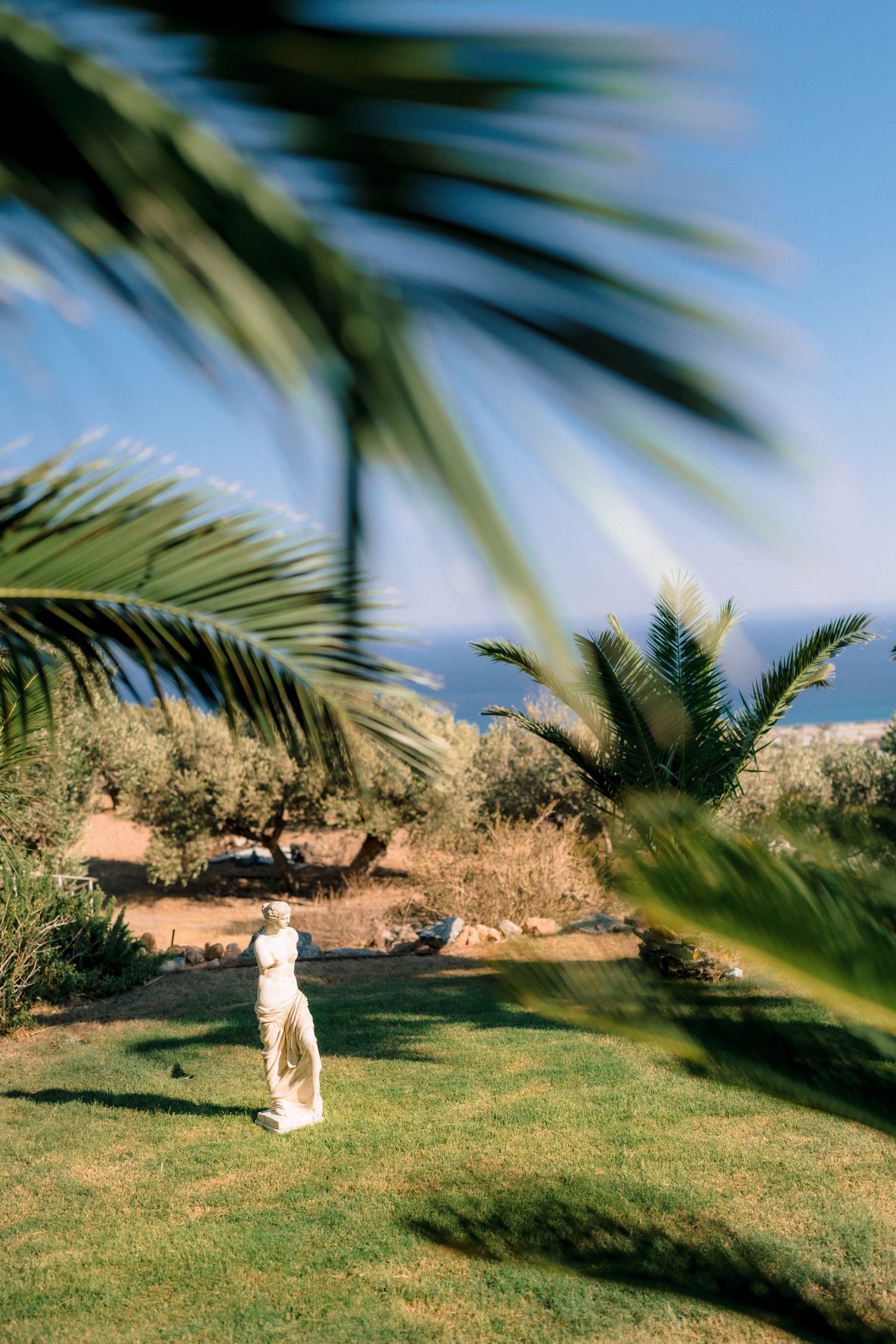 Wedding couple walking on grass with palm trees and blue sky in the background.