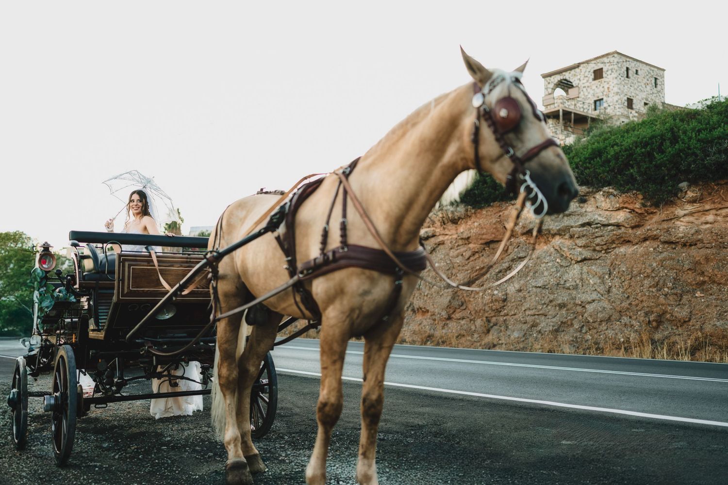 A palomino horse in harness stands ready with a traditional carriage in the background.