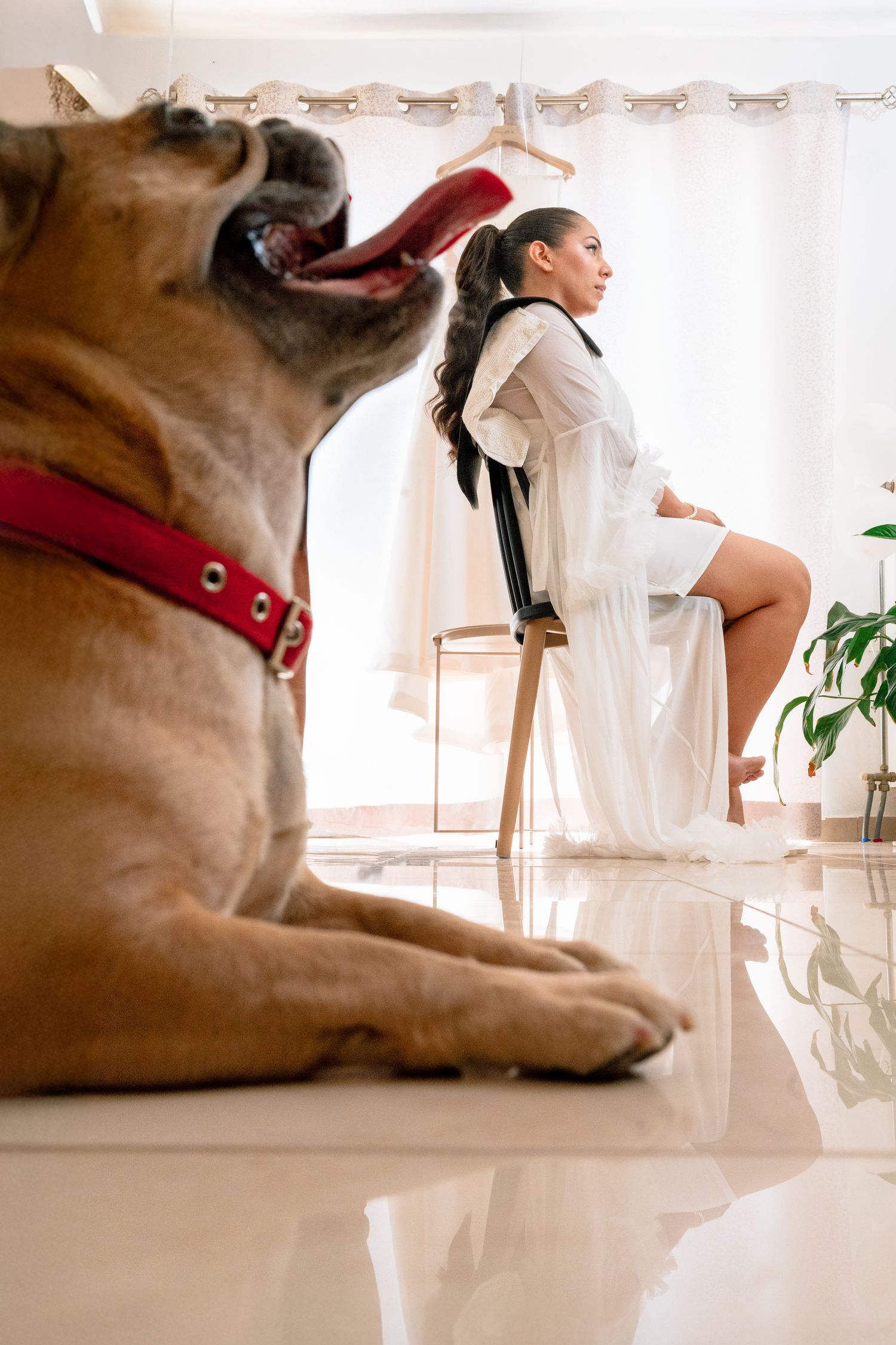 Dog with red collar rests on floor while wedding preparations happen in bright sunlit room.