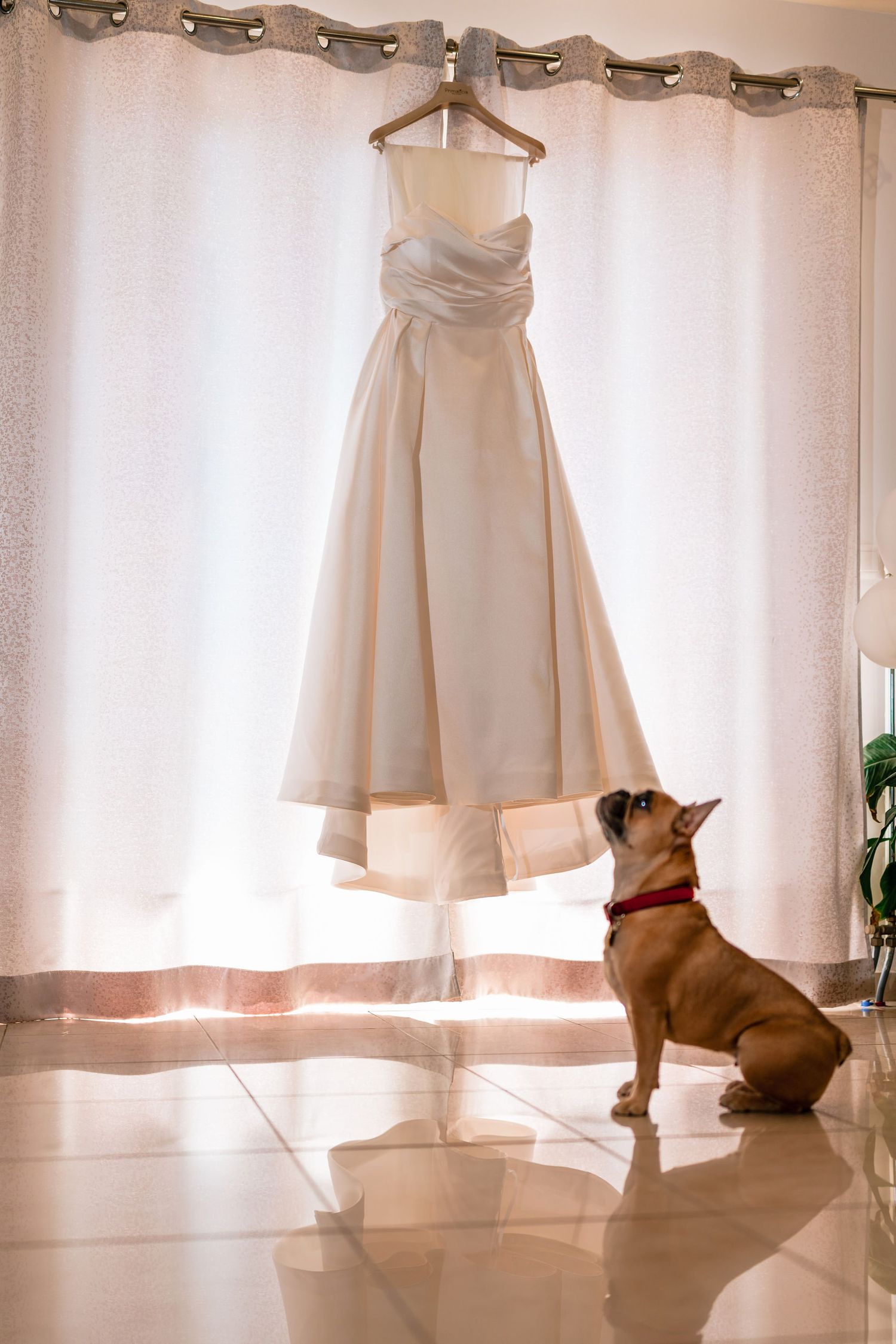 Wedding dress displayed by window with dog sitting nearby.