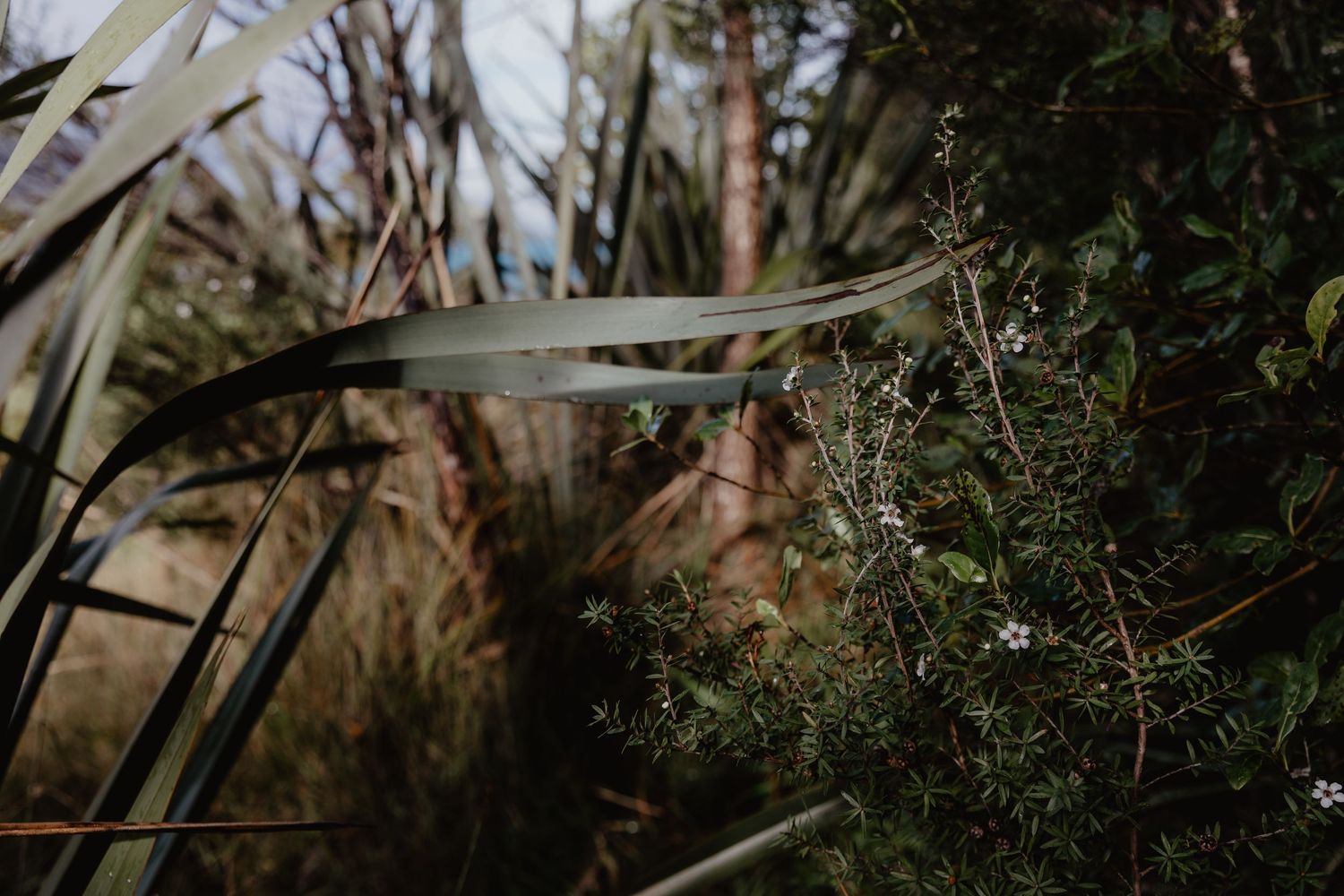 Native NZ bush flowing in the breeze among green foliage.