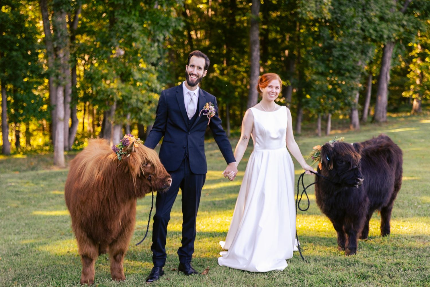 A bride and groom pose with a majestic Scottish Highland cow in a scenic outdoor setting at sunset.