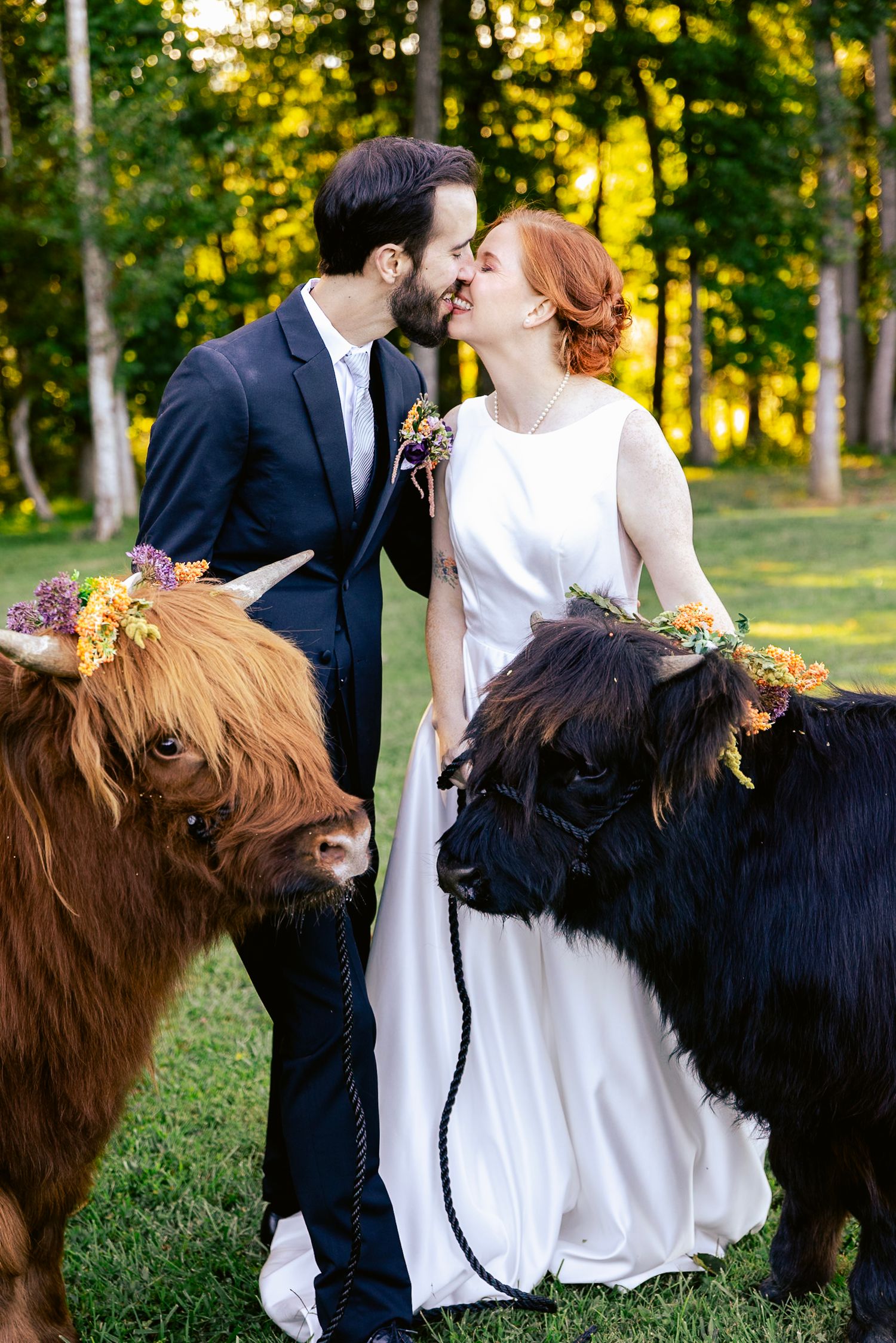 A wedding couple poses with Scottish Highland cattle in a sunlit outdoor field during golden hour.