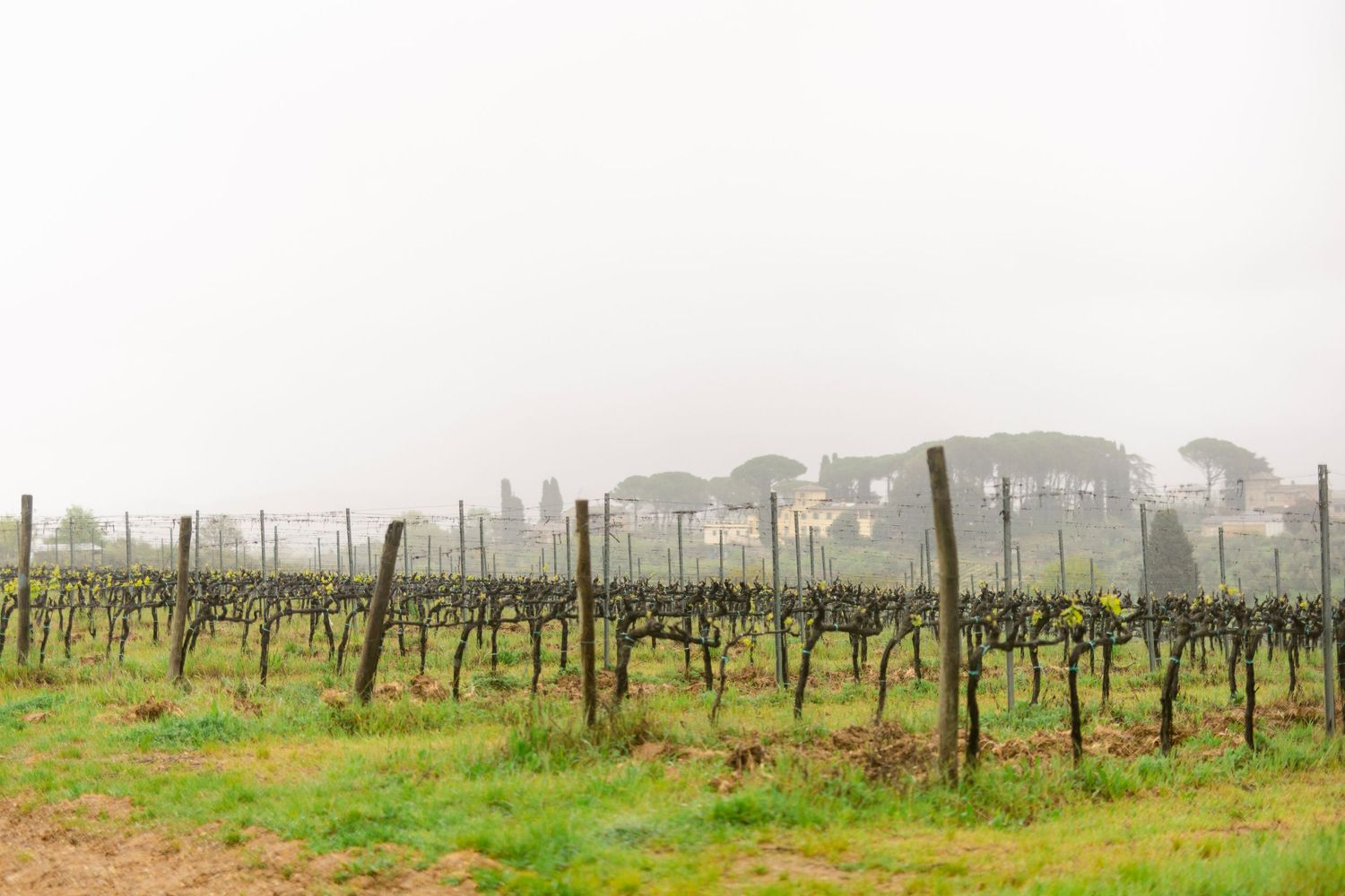 Rows of dormant grapevines stretch across a misty vineyard with green grass and distant trees on a foggy day.