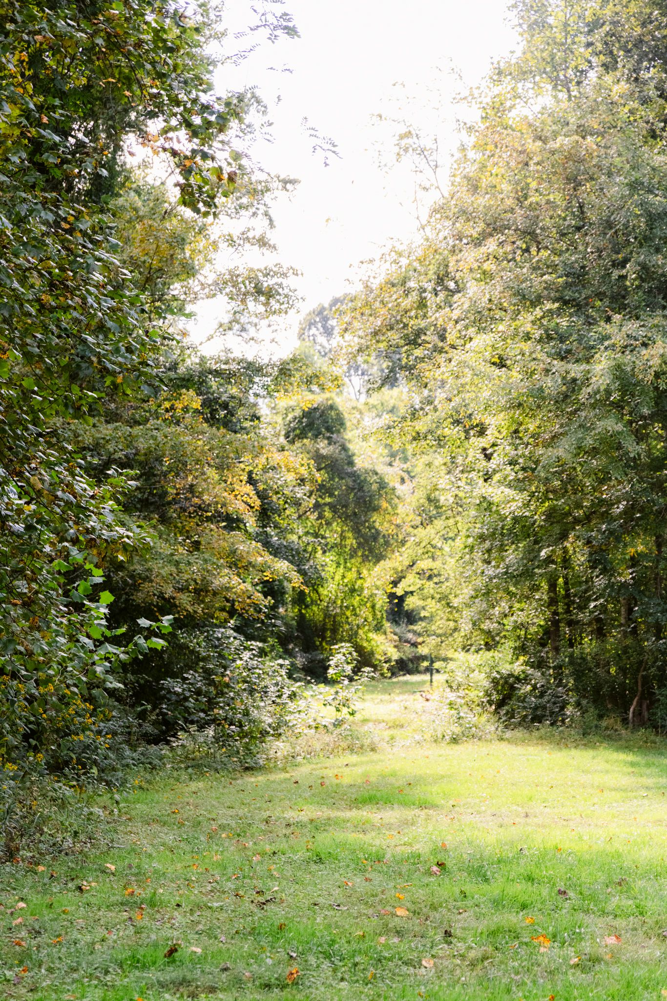 A serene woodland clearing with sunlit grass and surrounding trees creating a natural pathway through the forest.