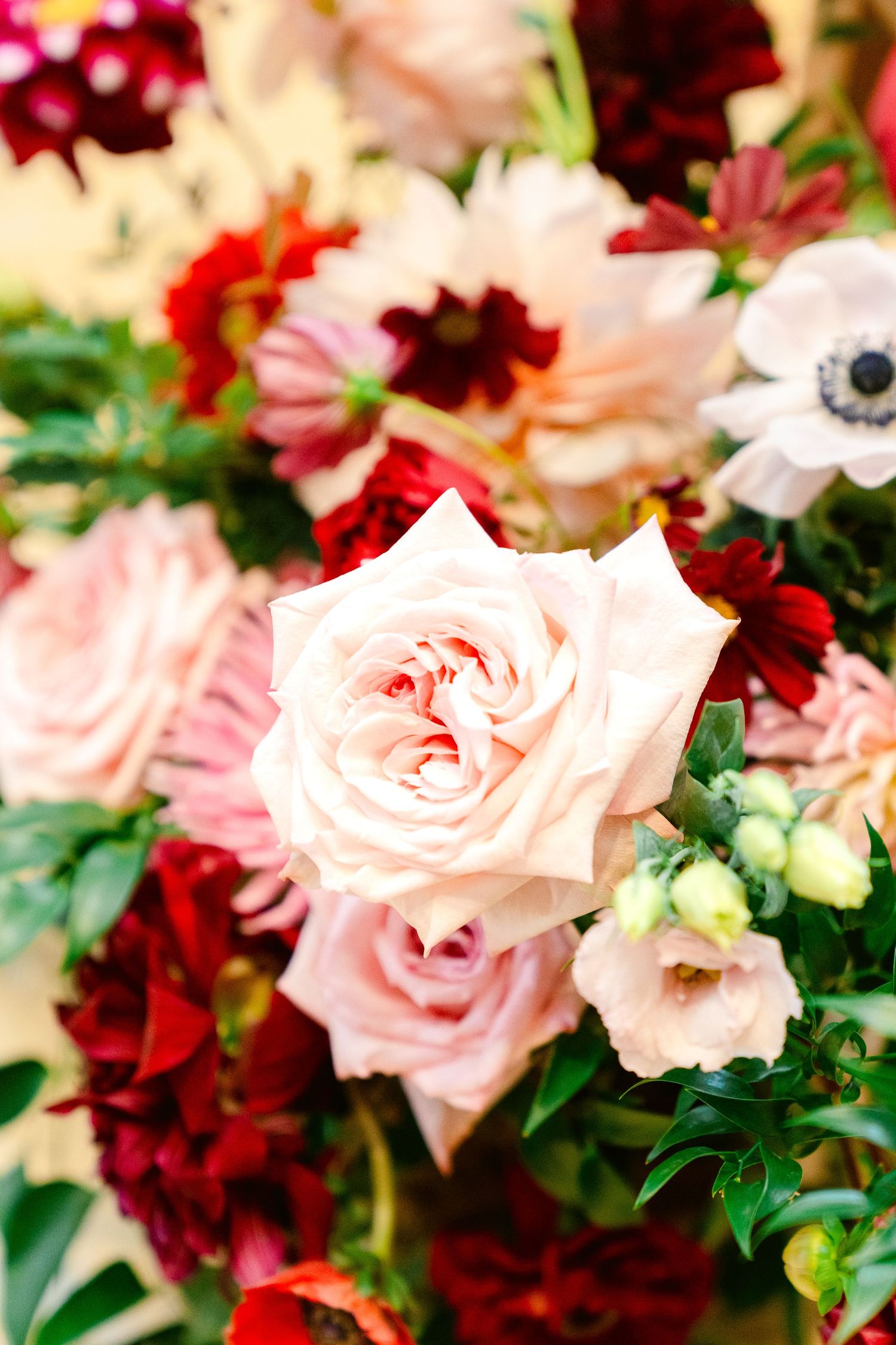 Close-up of a blush pink garden rose surrounded by deep red and white flowers in a lush arrangement.