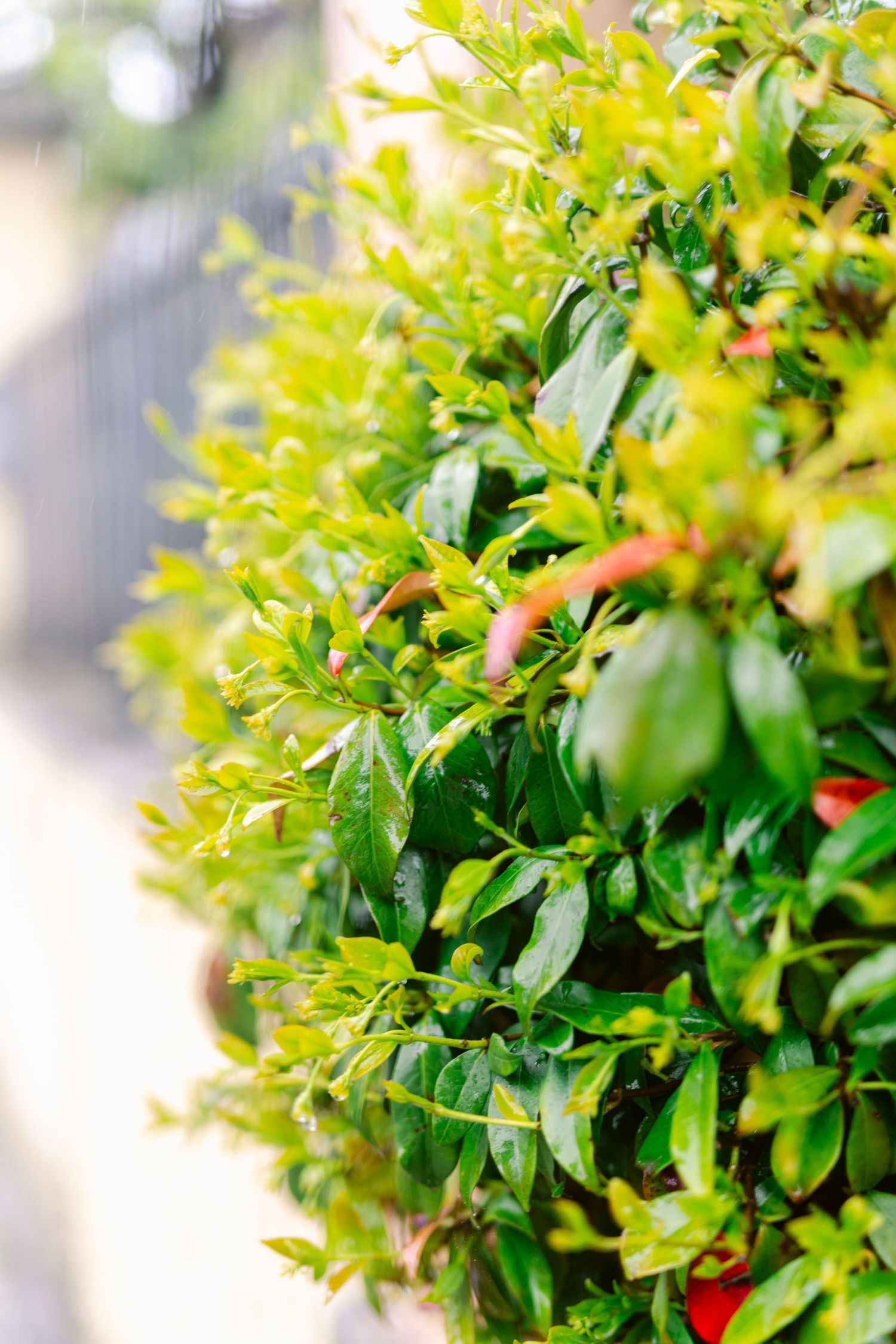 Close-up of lush green foliage with small red berries growing on a bush in bright sunlight.