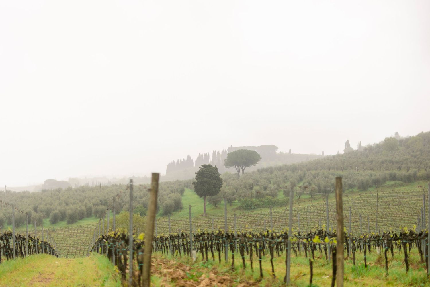 Misty vineyard rows stretch across rolling hills in Napa Valley during a foggy morning.
