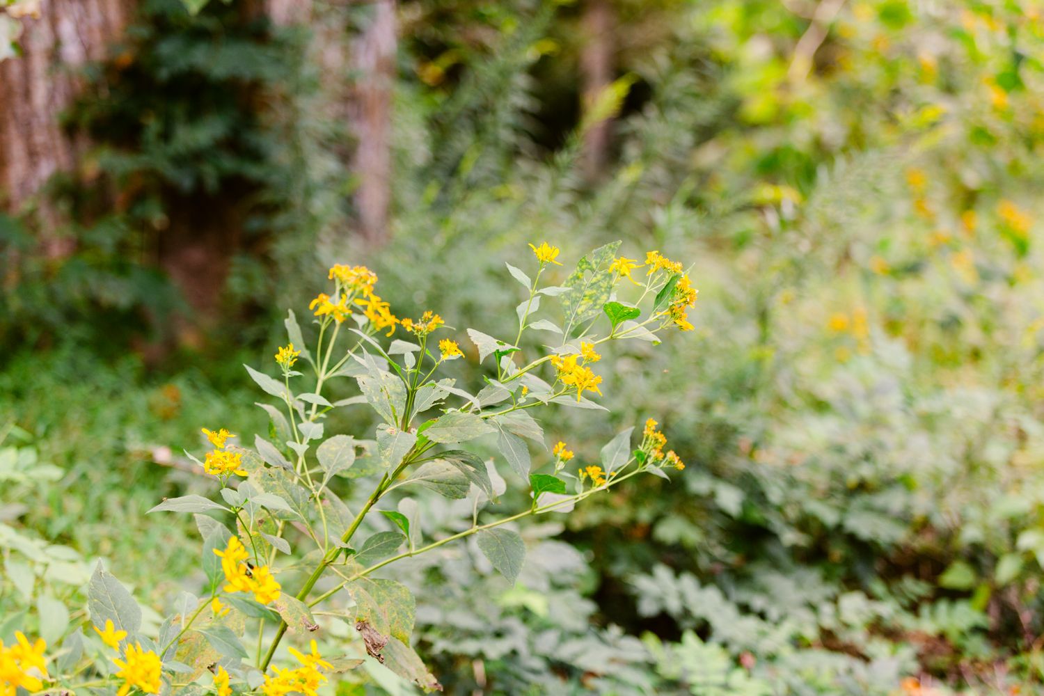 Yellow wildflowers bloom in a lush green garden setting on a sunny day.