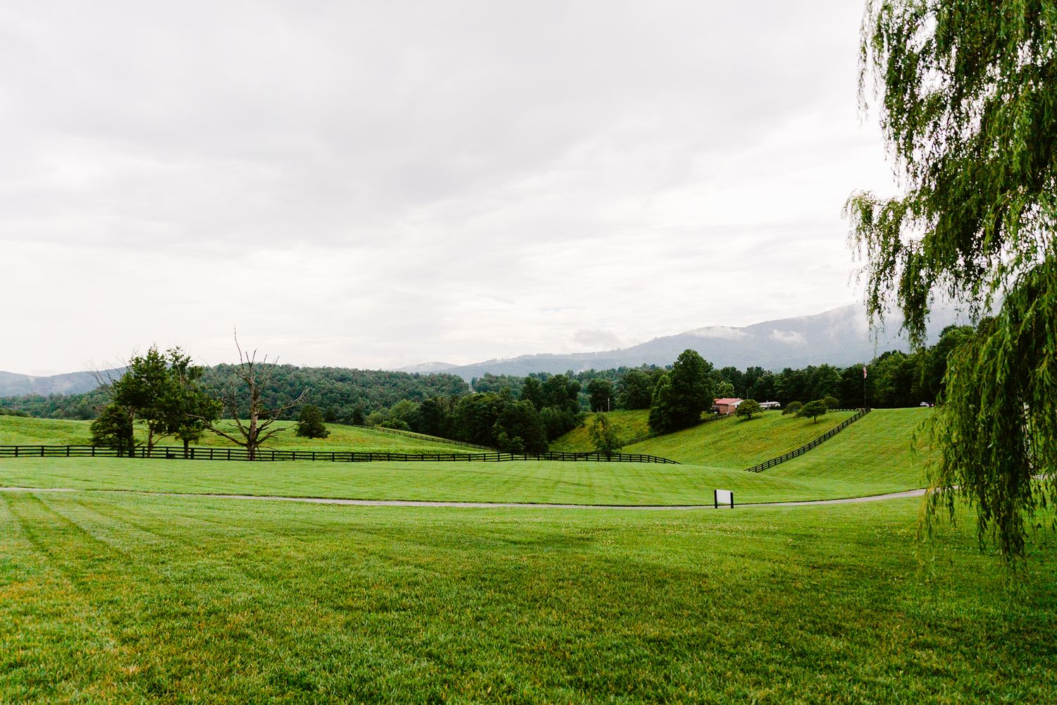 Panoramic view of rolling green hills and mountains with willow trees in the foreground.