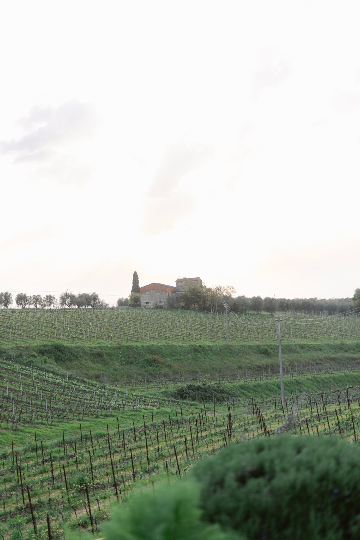 Rolling hills covered in neat rows of vineyard grapevines stretch across a green agricultural landscape.