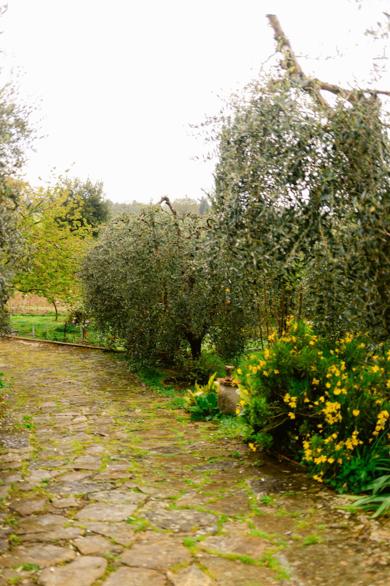 Stone pathway through an orchard garden with blooming yellow daffodils and fruit trees.