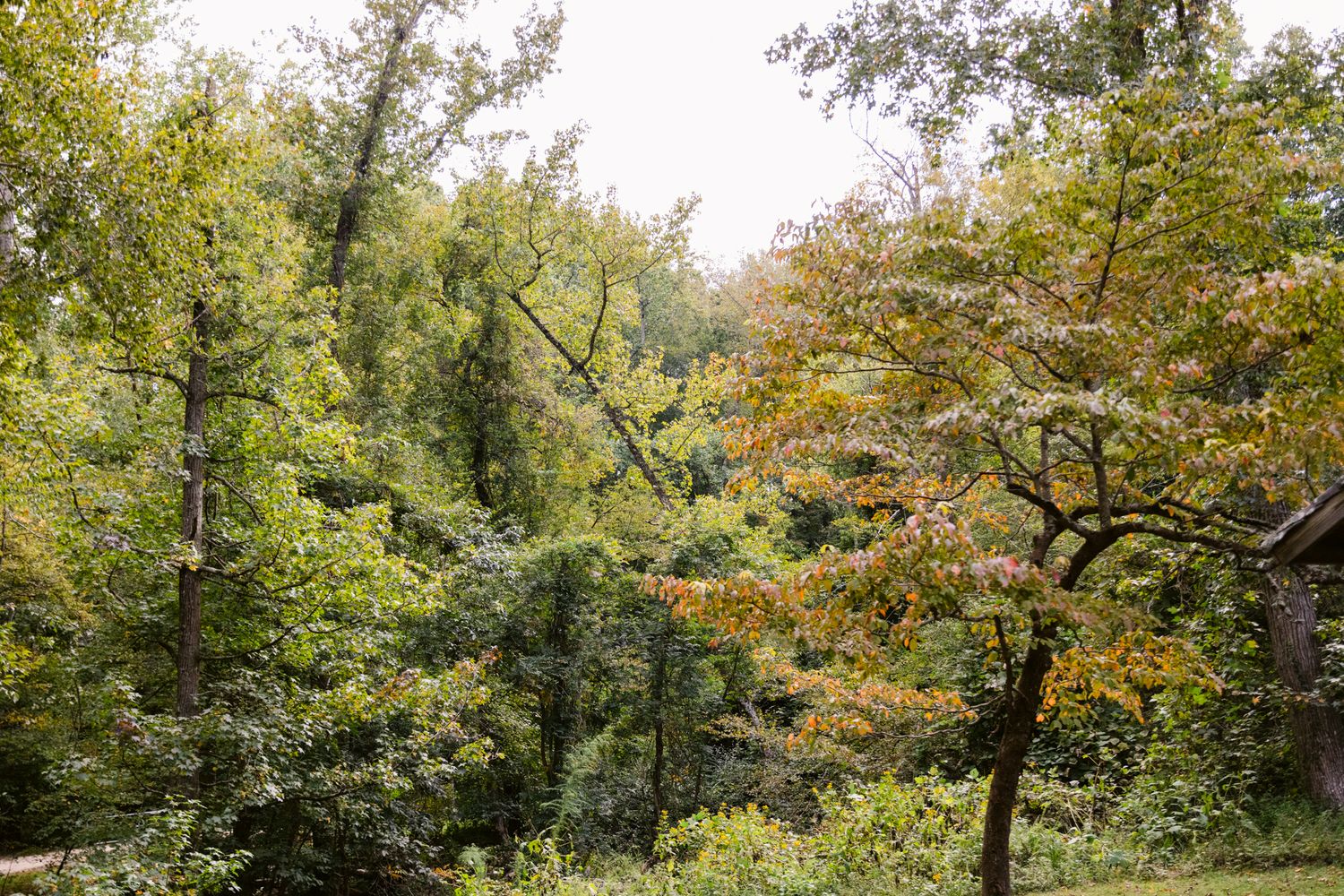 A panoramic view of lush green trees and foliage in a dense forest during early autumn.