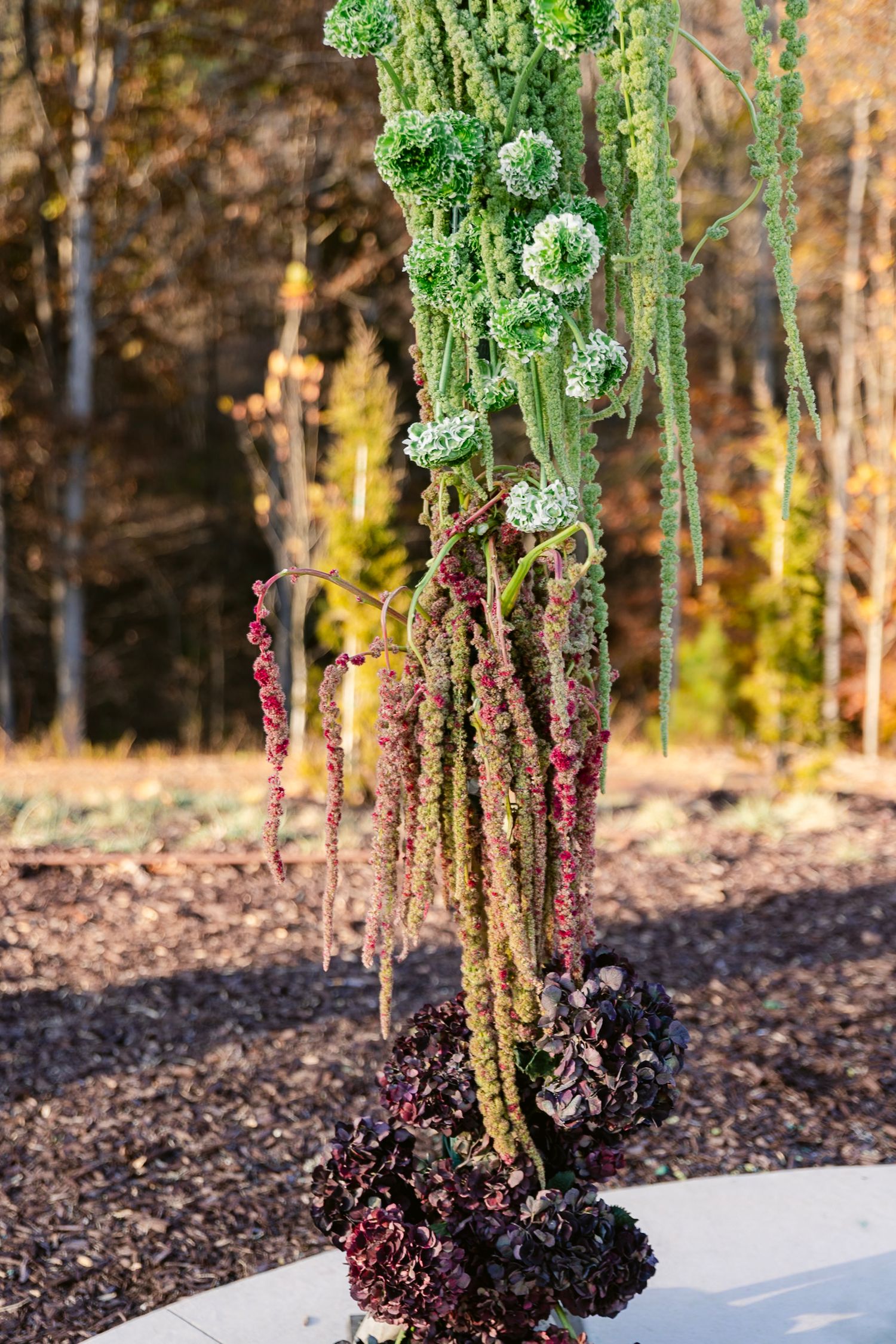 Close-up view of ornamental kale plants with purple and green leaves growing in dark soil against a blurred forest background.
