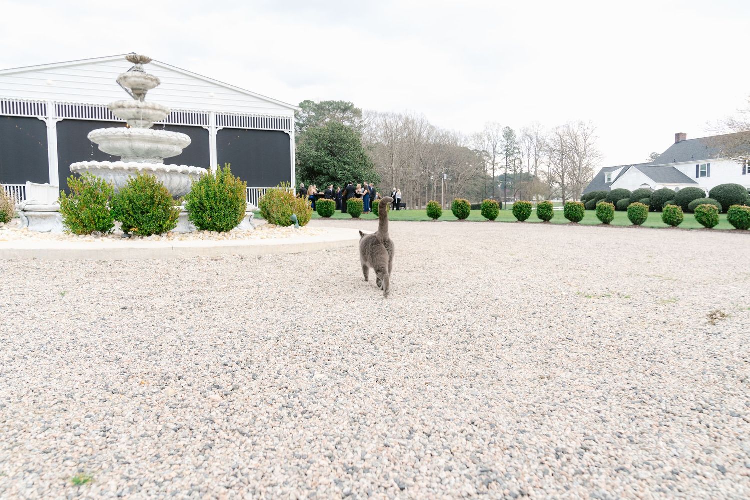 A panoramic view of a gravel-covered area with small bushes and buildings visible in the background.