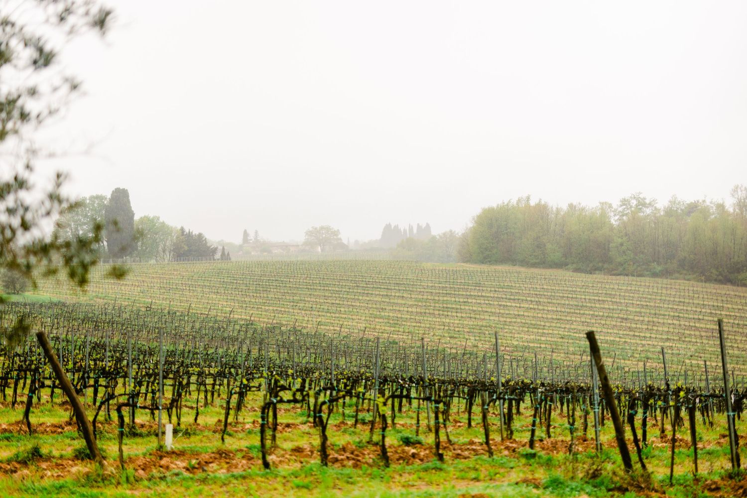 Rolling hills covered in neat rows of grapevines in a misty vineyard landscape.