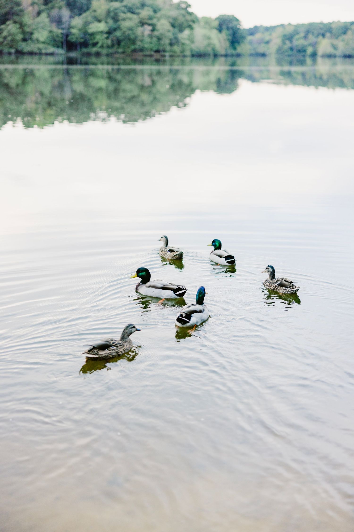 A group of mallard ducks swimming peacefully on a calm lake with green trees reflecting in the background.