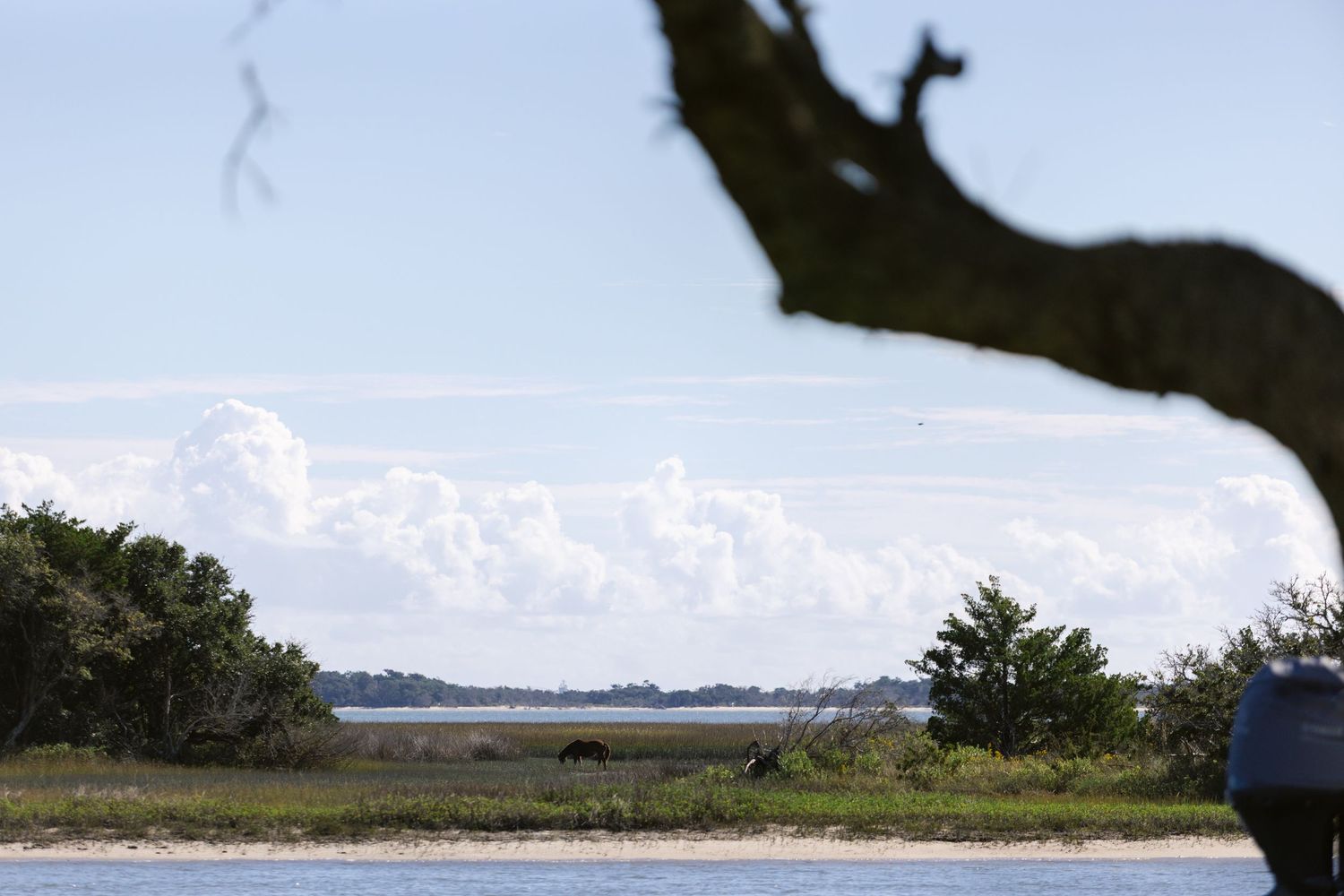 Scenic coastal landscape view with trees and water under puffy white clouds on a bright day.